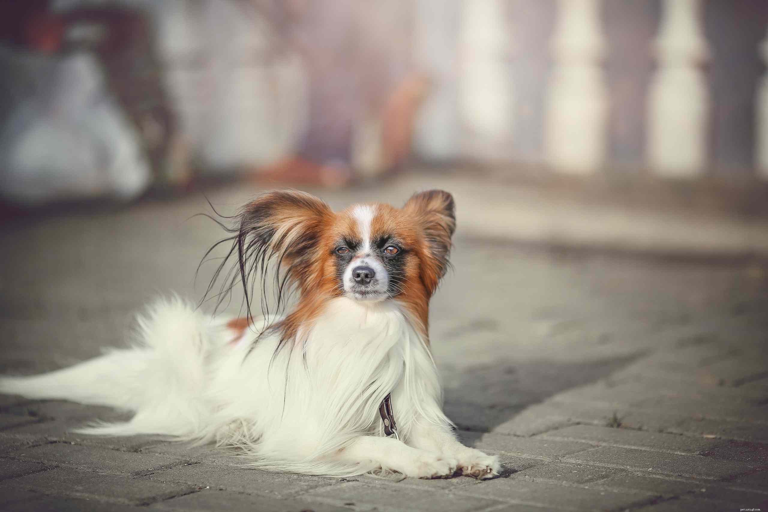 Top 12 Low‑Energy Small Dog Breeds for Easy Living