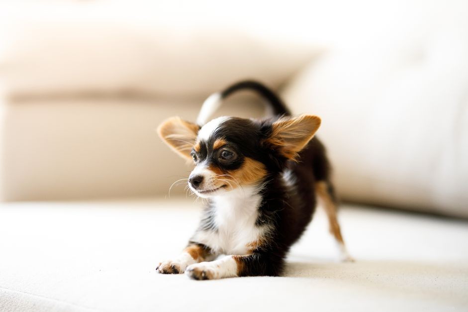 19 Ideal Toy Dog Breeds for Loving Companionship