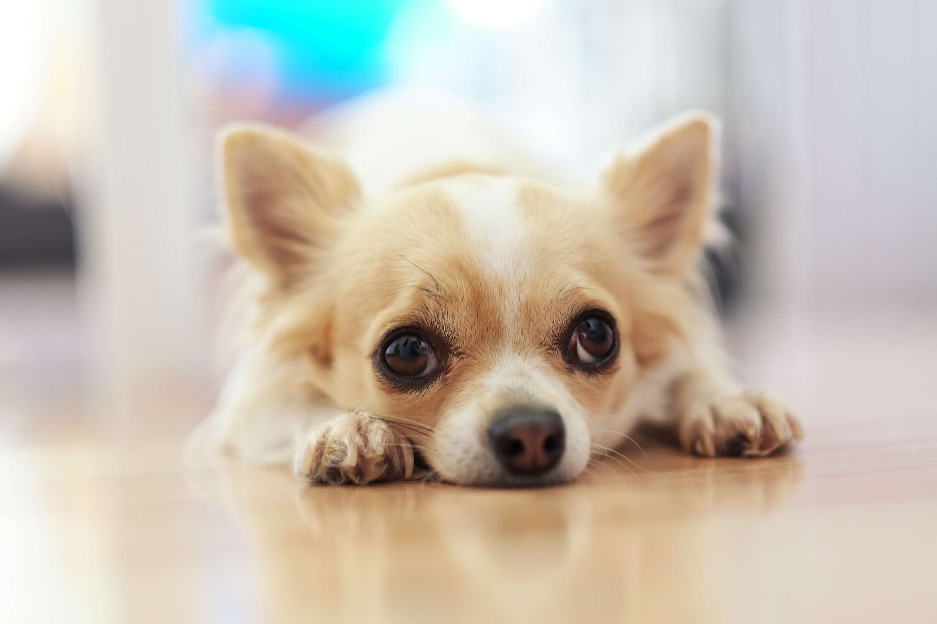 19 Ideal Toy Dog Breeds for Loving Companionship