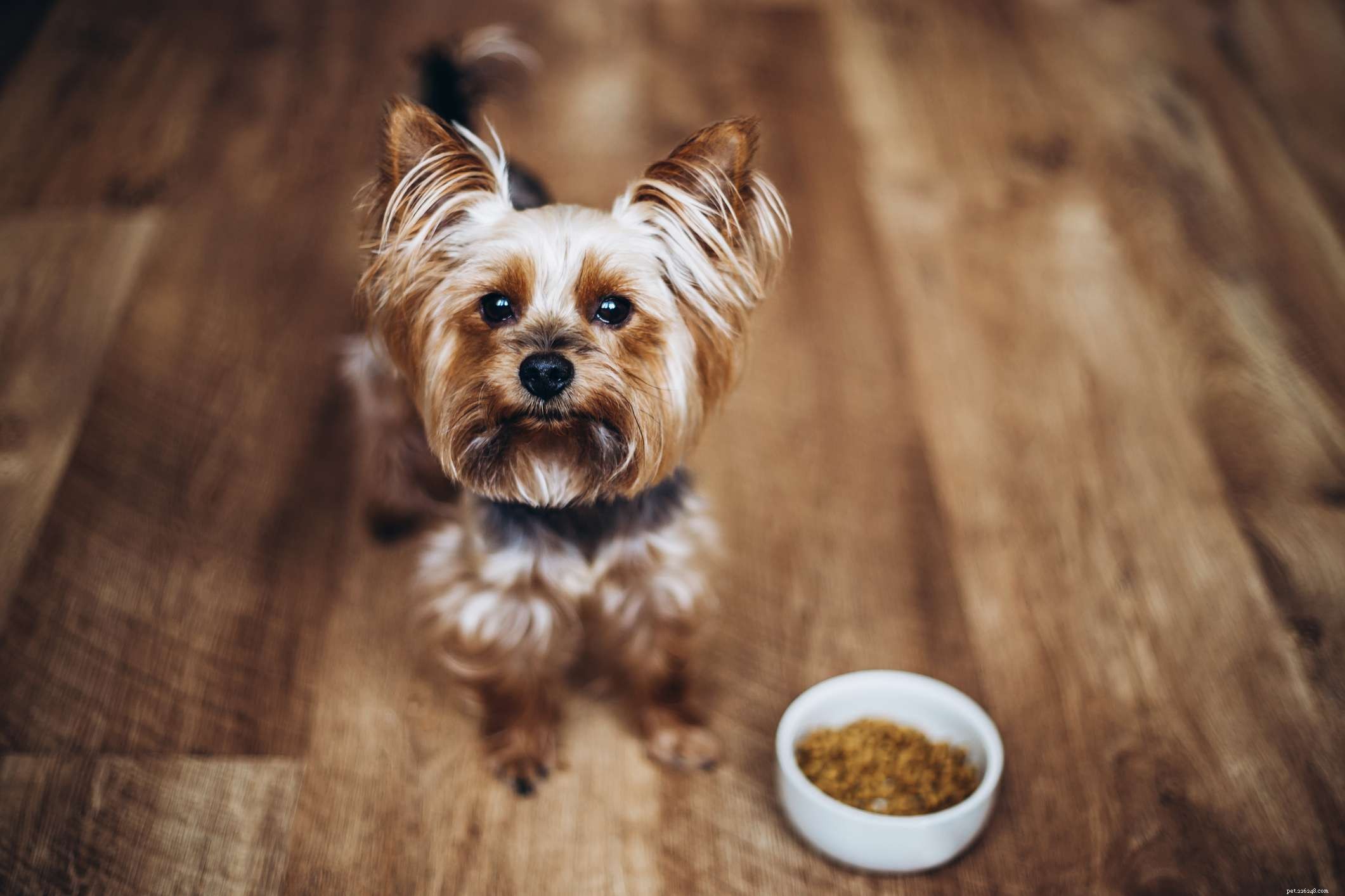 19 Ideal Toy Dog Breeds for Loving Companionship