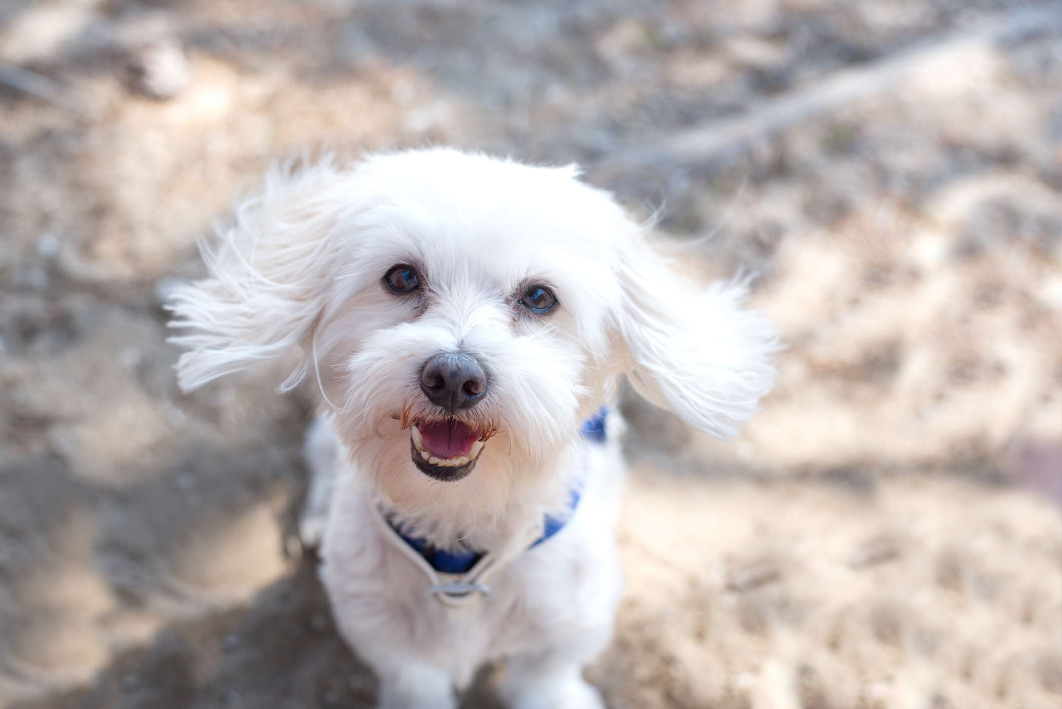 19 Ideal Toy Dog Breeds for Loving Companionship