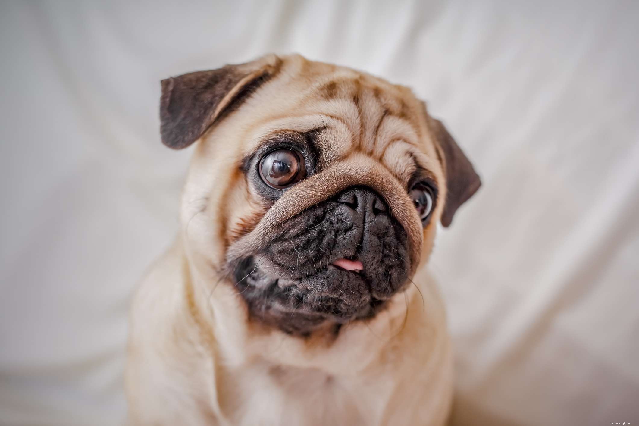 19 Ideal Toy Dog Breeds for Loving Companionship