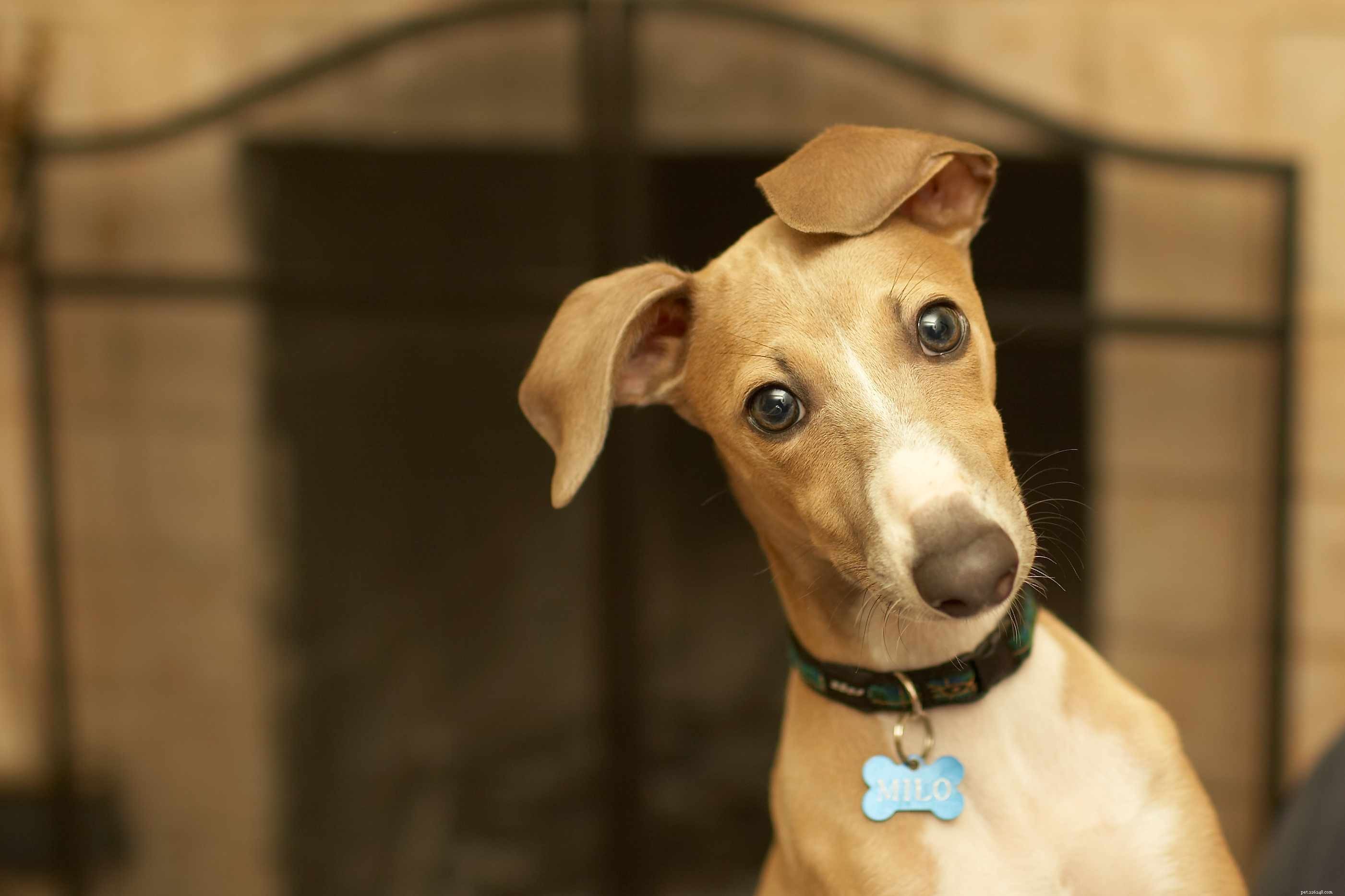 19 Ideal Toy Dog Breeds for Loving Companionship