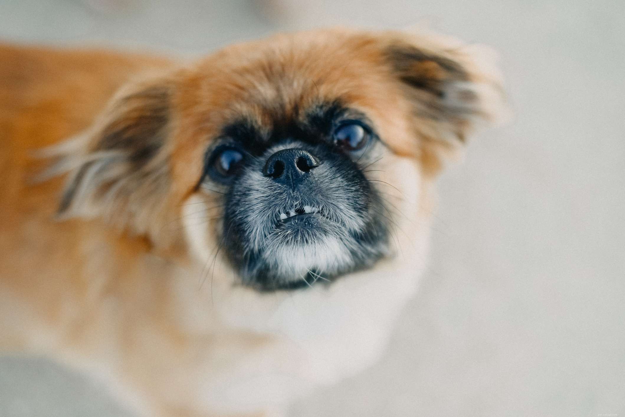 19 Ideal Toy Dog Breeds for Loving Companionship