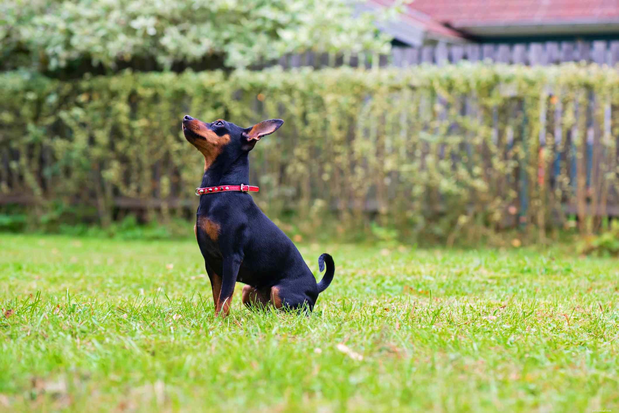 19 Ideal Toy Dog Breeds for Loving Companionship
