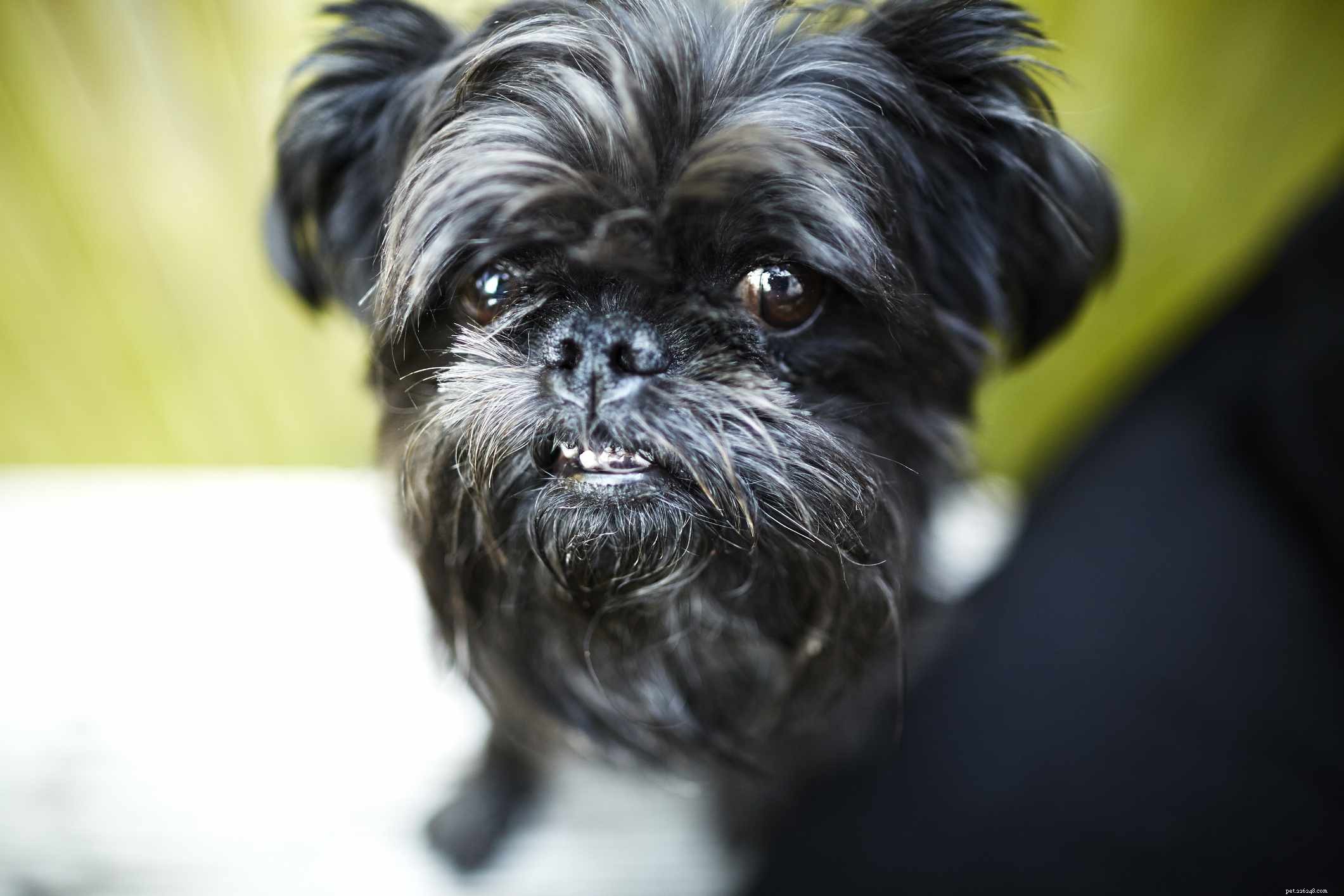 19 Ideal Toy Dog Breeds for Loving Companionship