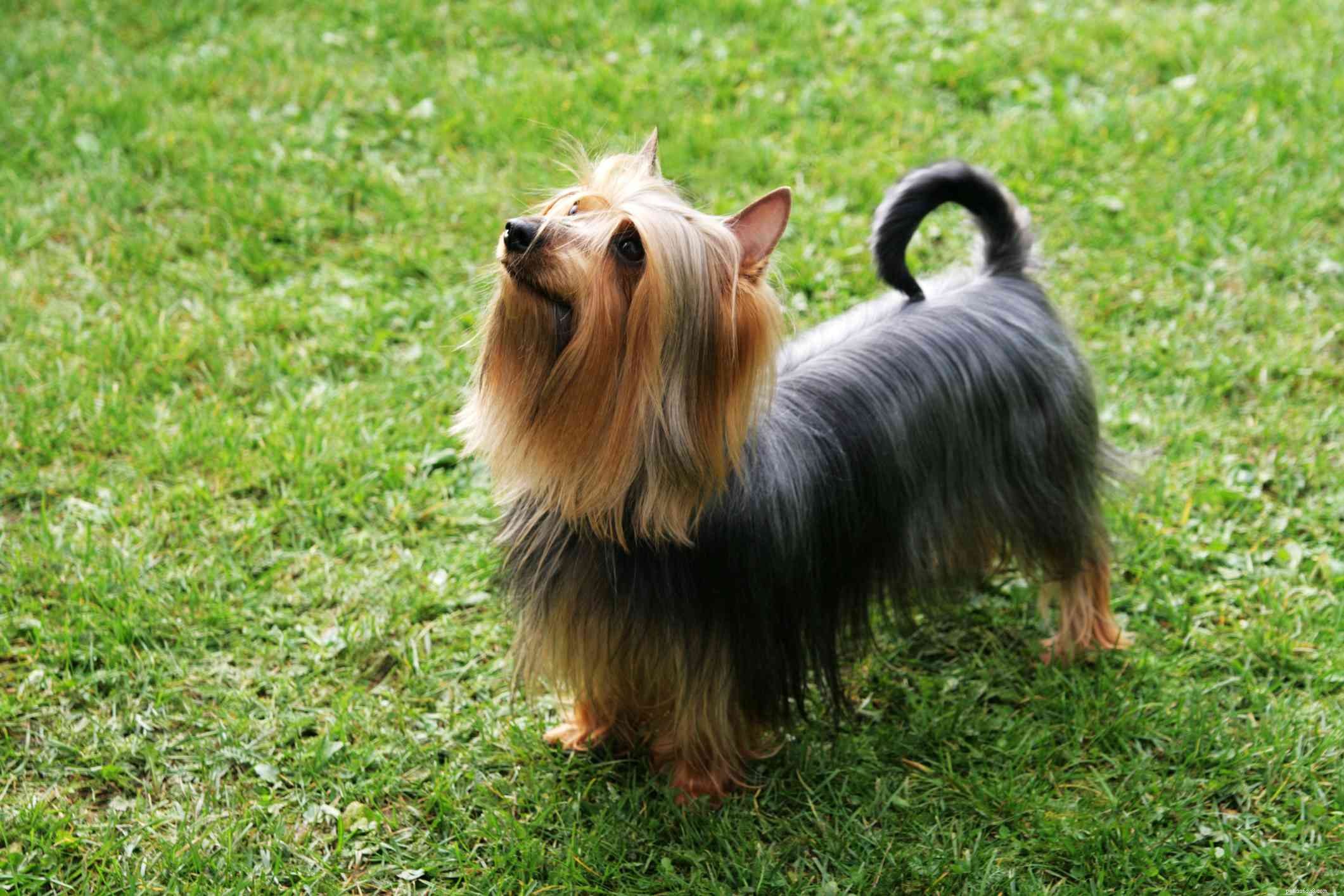 19 Ideal Toy Dog Breeds for Loving Companionship