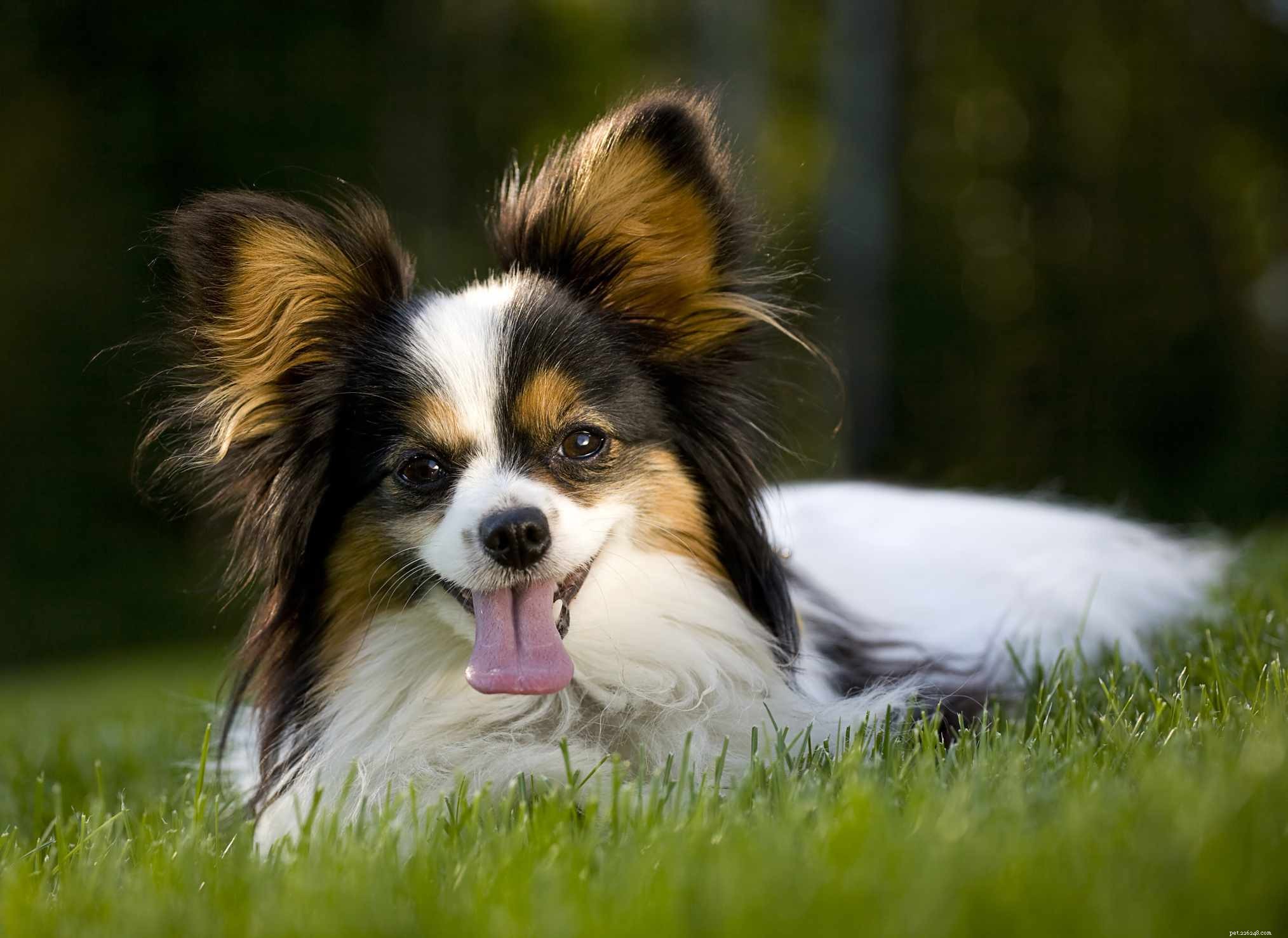 19 Ideal Toy Dog Breeds for Loving Companionship
