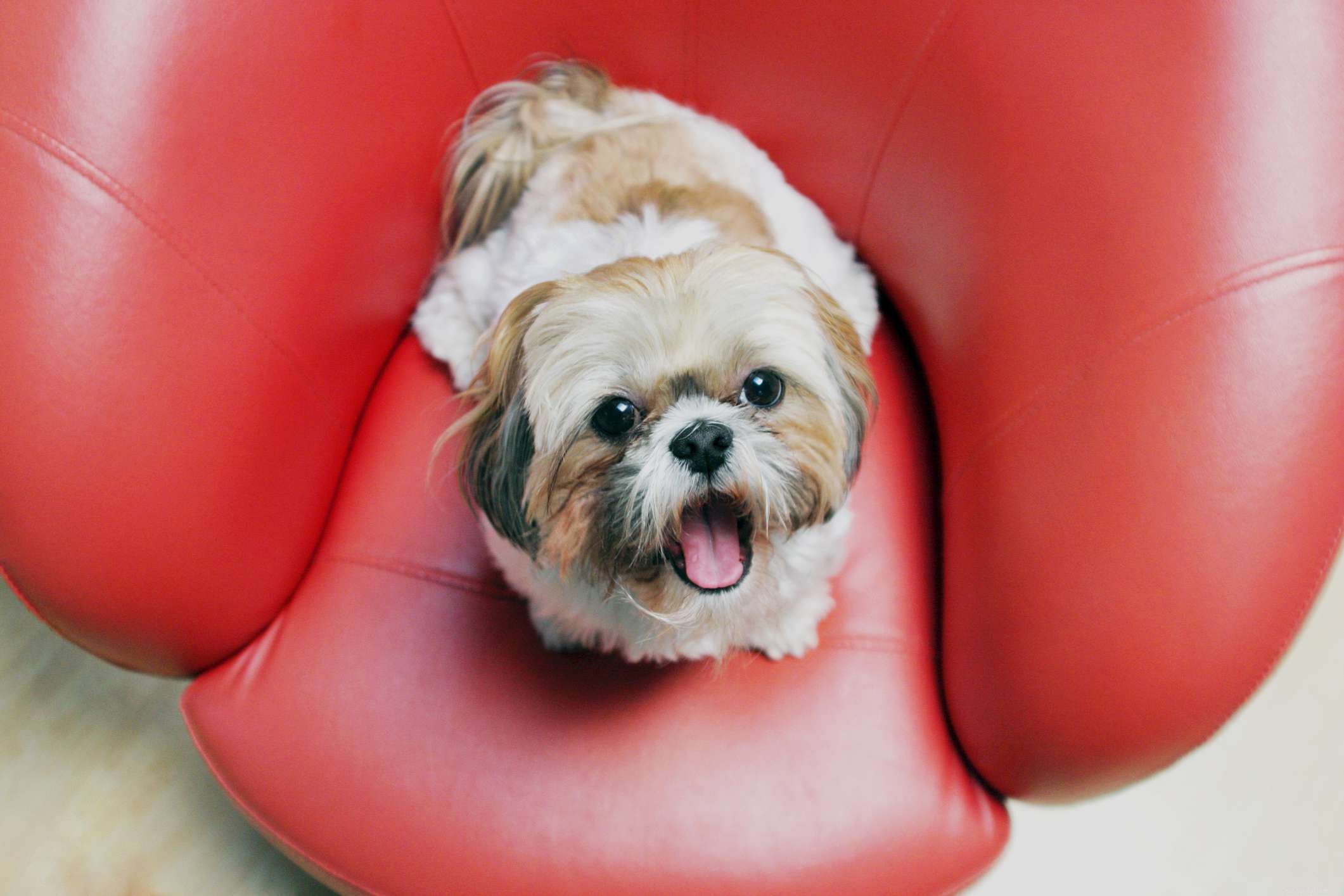 19 Ideal Toy Dog Breeds for Loving Companionship