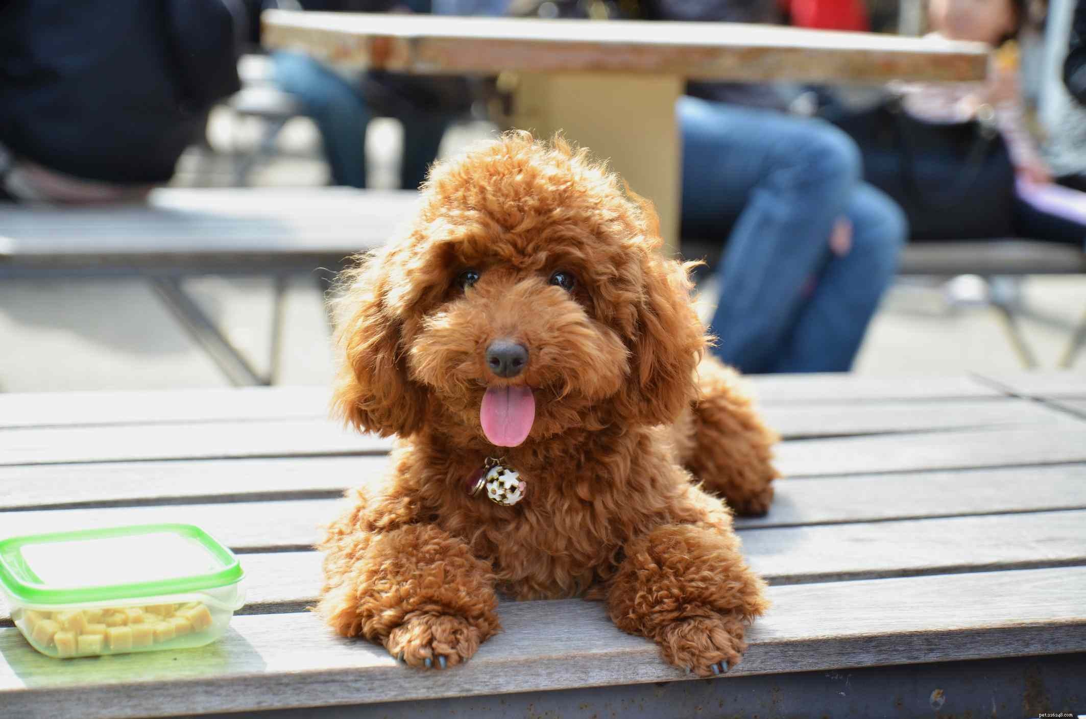 19 Ideal Toy Dog Breeds for Loving Companionship