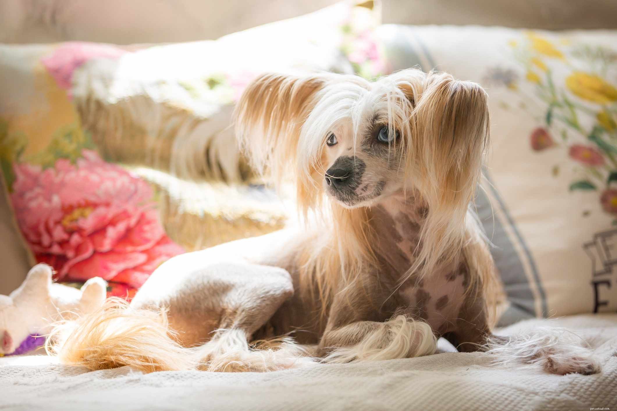 19 Ideal Toy Dog Breeds for Loving Companionship