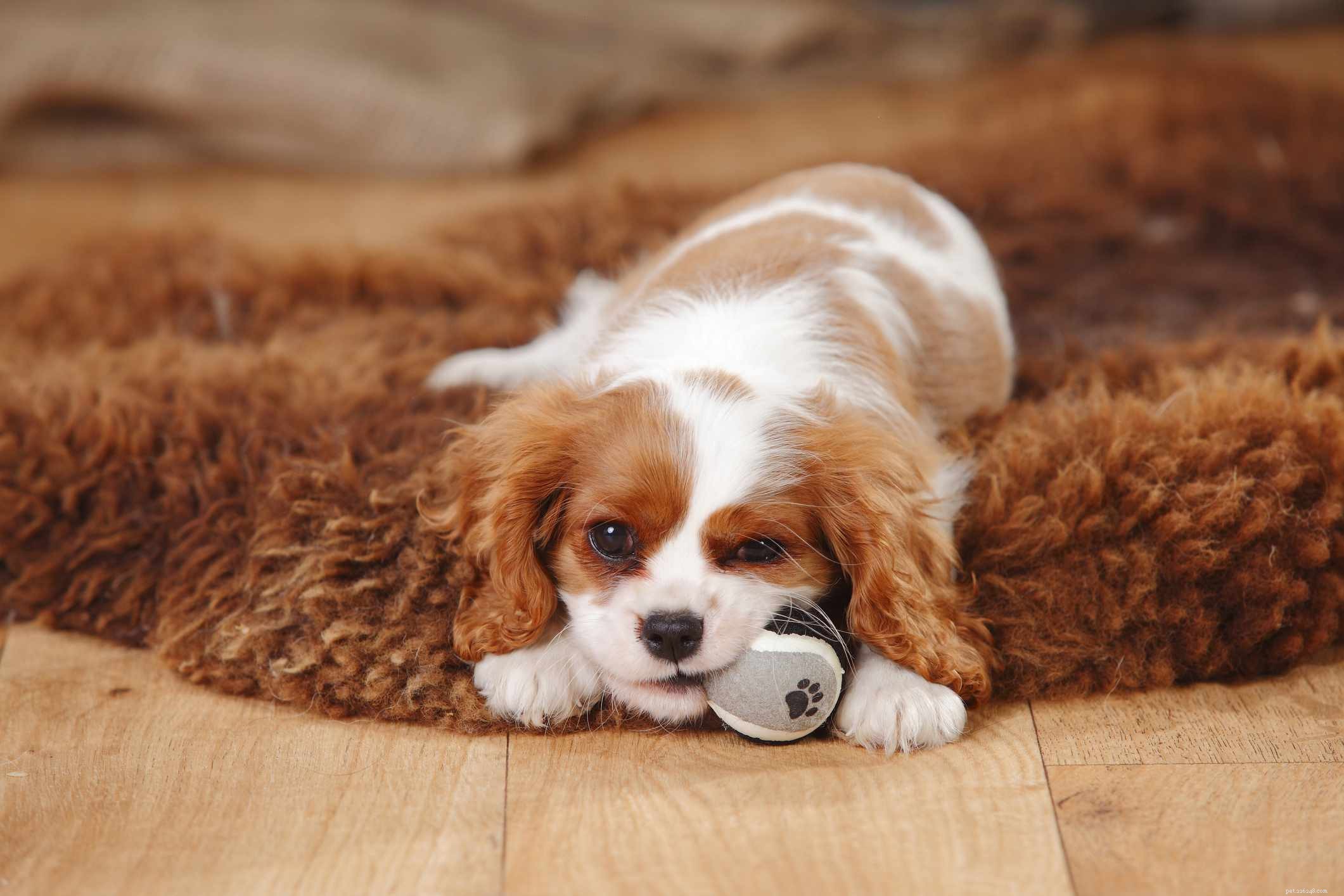 19 Ideal Toy Dog Breeds for Loving Companionship