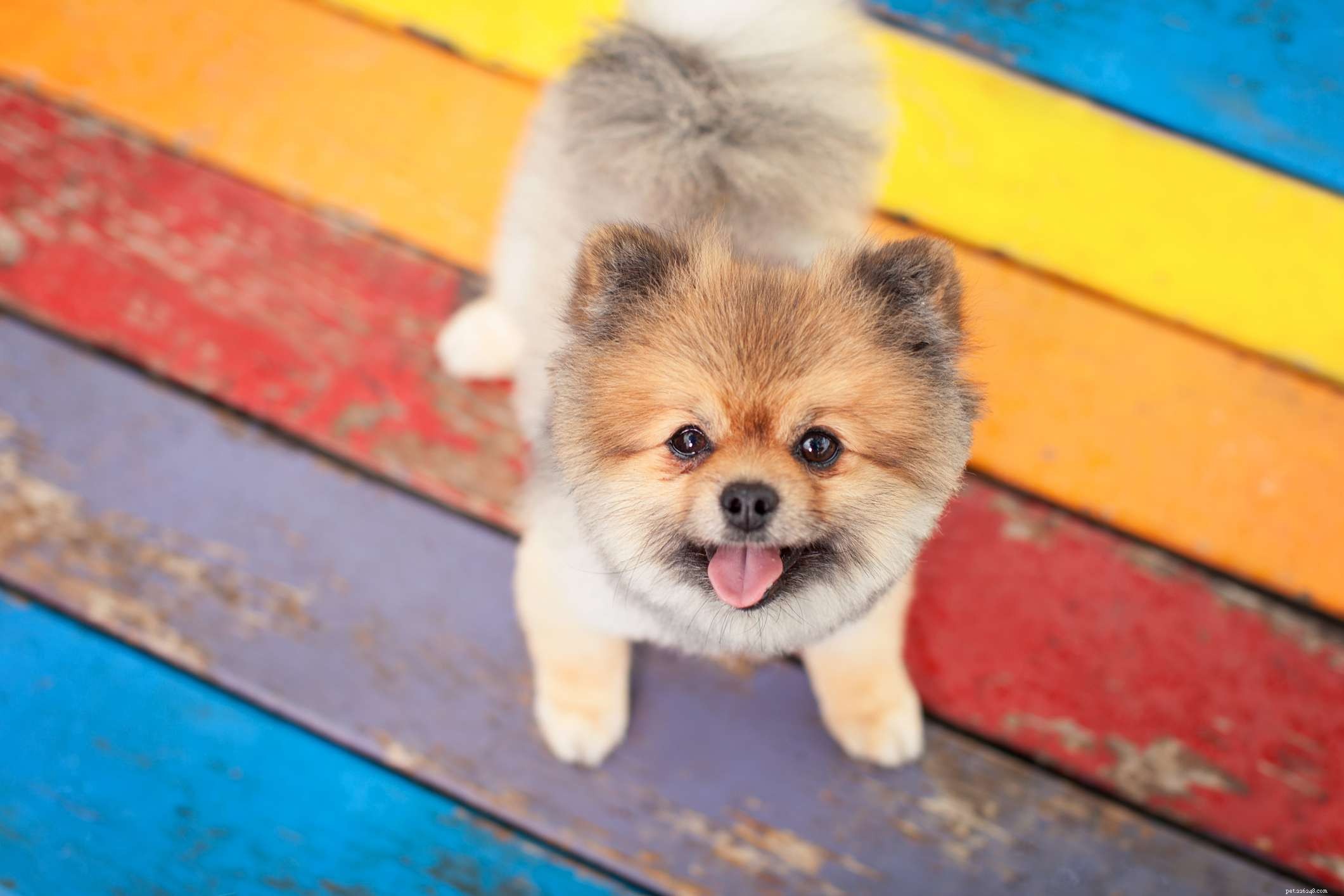 19 Ideal Toy Dog Breeds for Loving Companionship