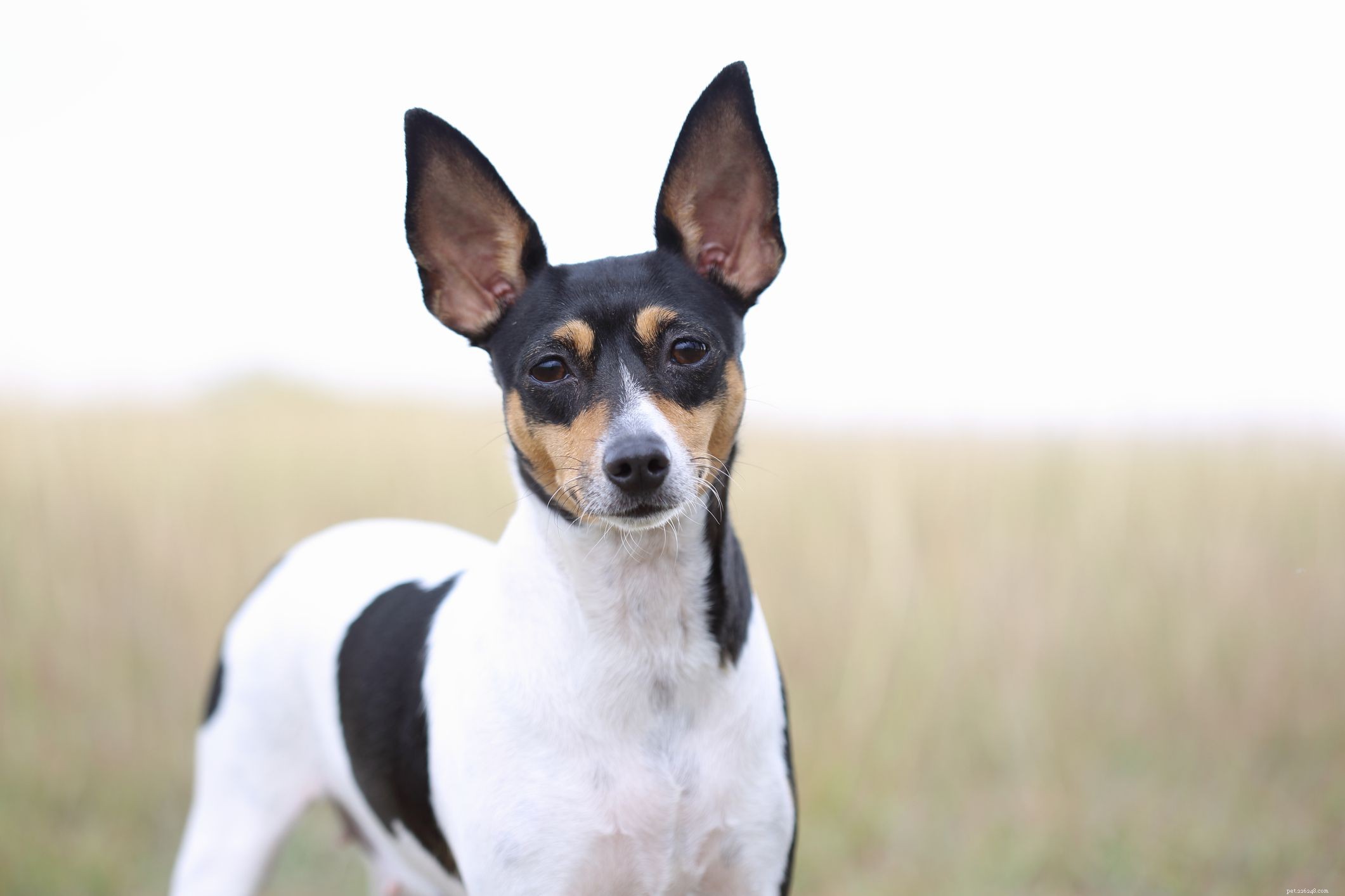 19 Ideal Toy Dog Breeds for Loving Companionship