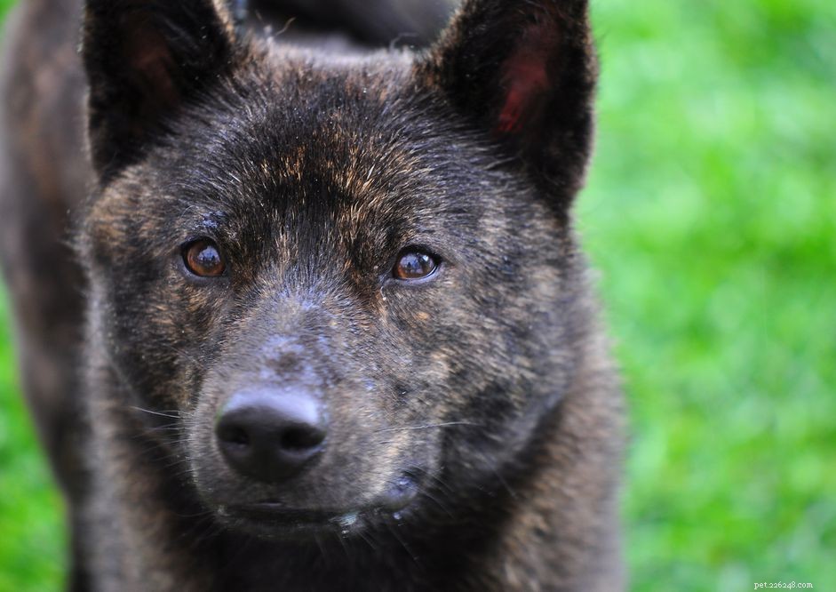 Kai Ken Dog Breed: Characteristics, Care, and Adoption Guide