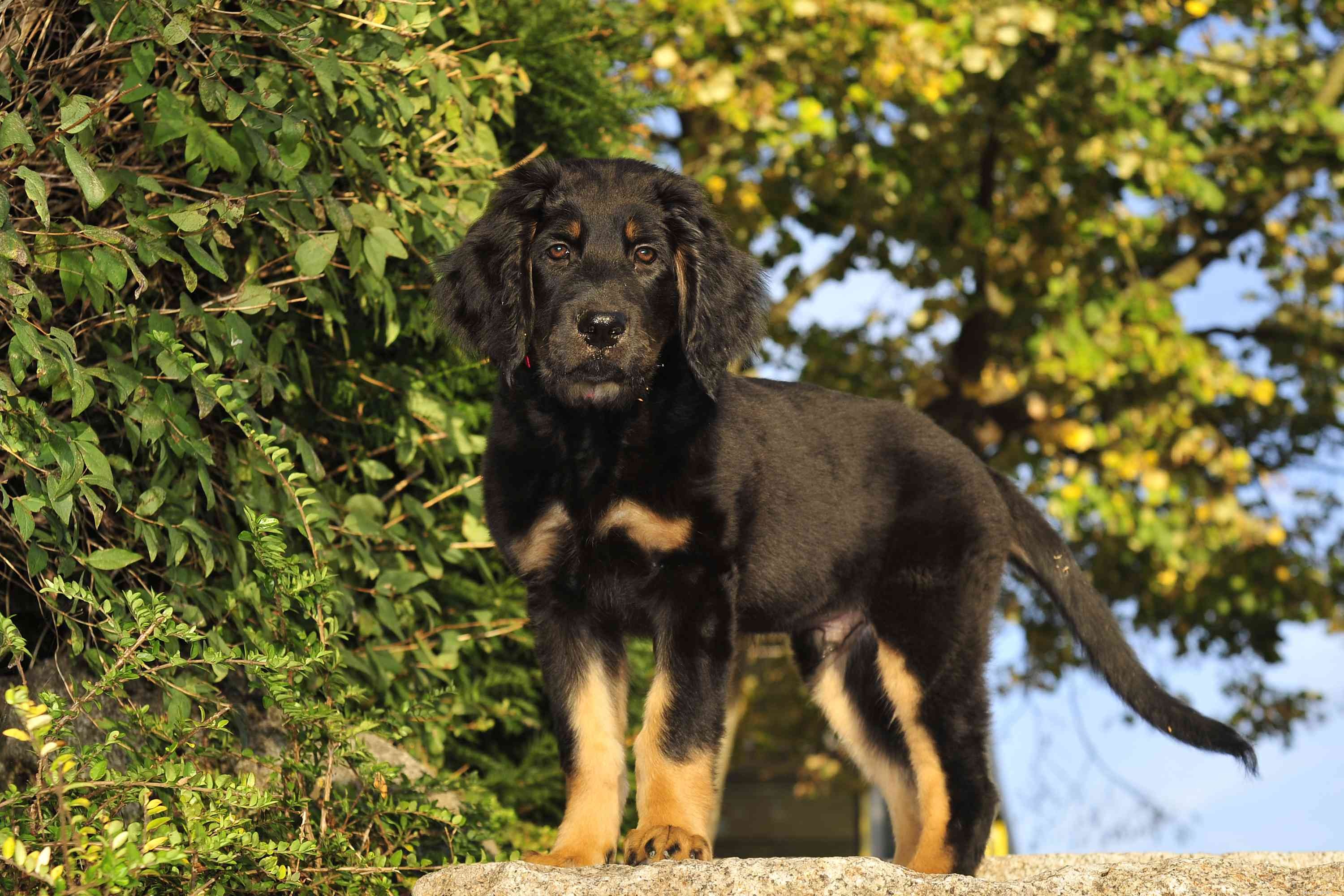 The Hovawart: Comprehensive Guide to Traits, Training & Care
