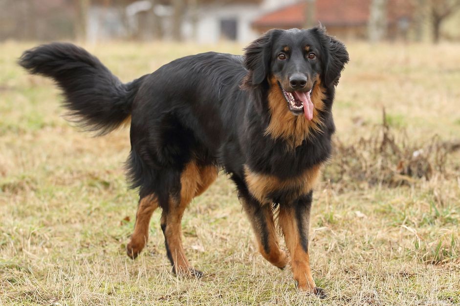 The Hovawart: Comprehensive Guide to Traits, Training & Care