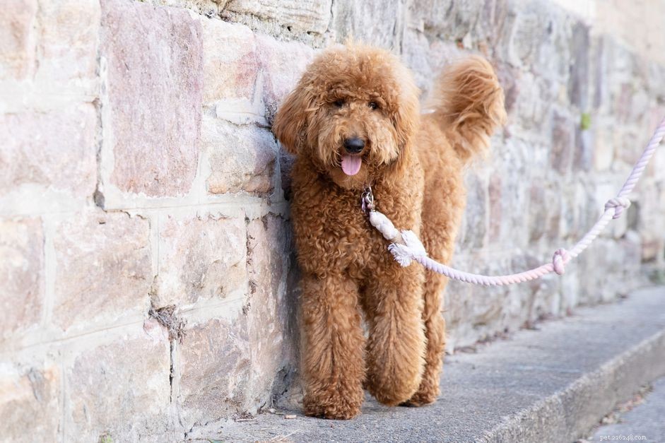 12 Essential Facts About Goldendoodles: Traits, Care, and Family Compatibility