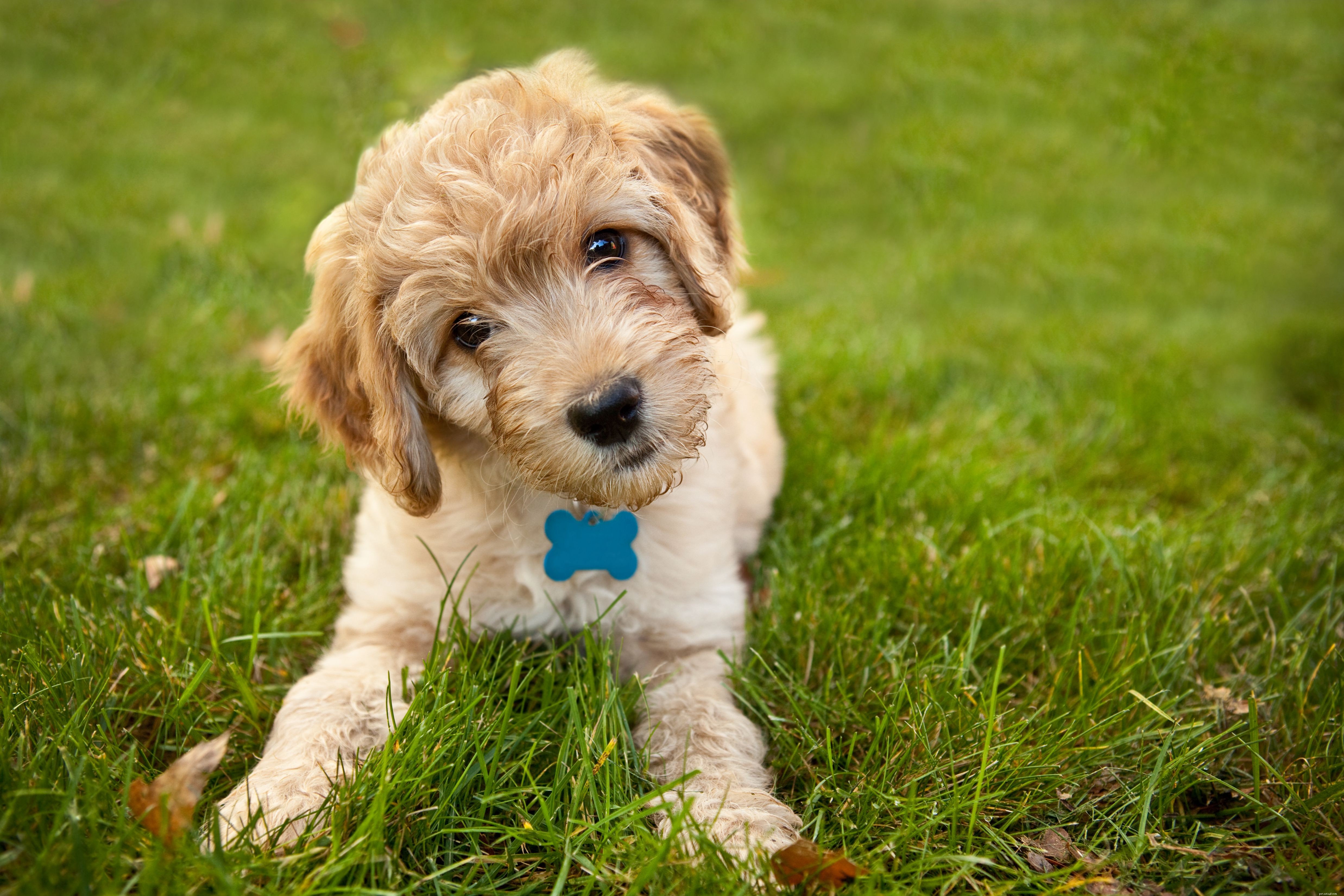 12 Essential Facts About Goldendoodles: Traits, Care, and Family Compatibility