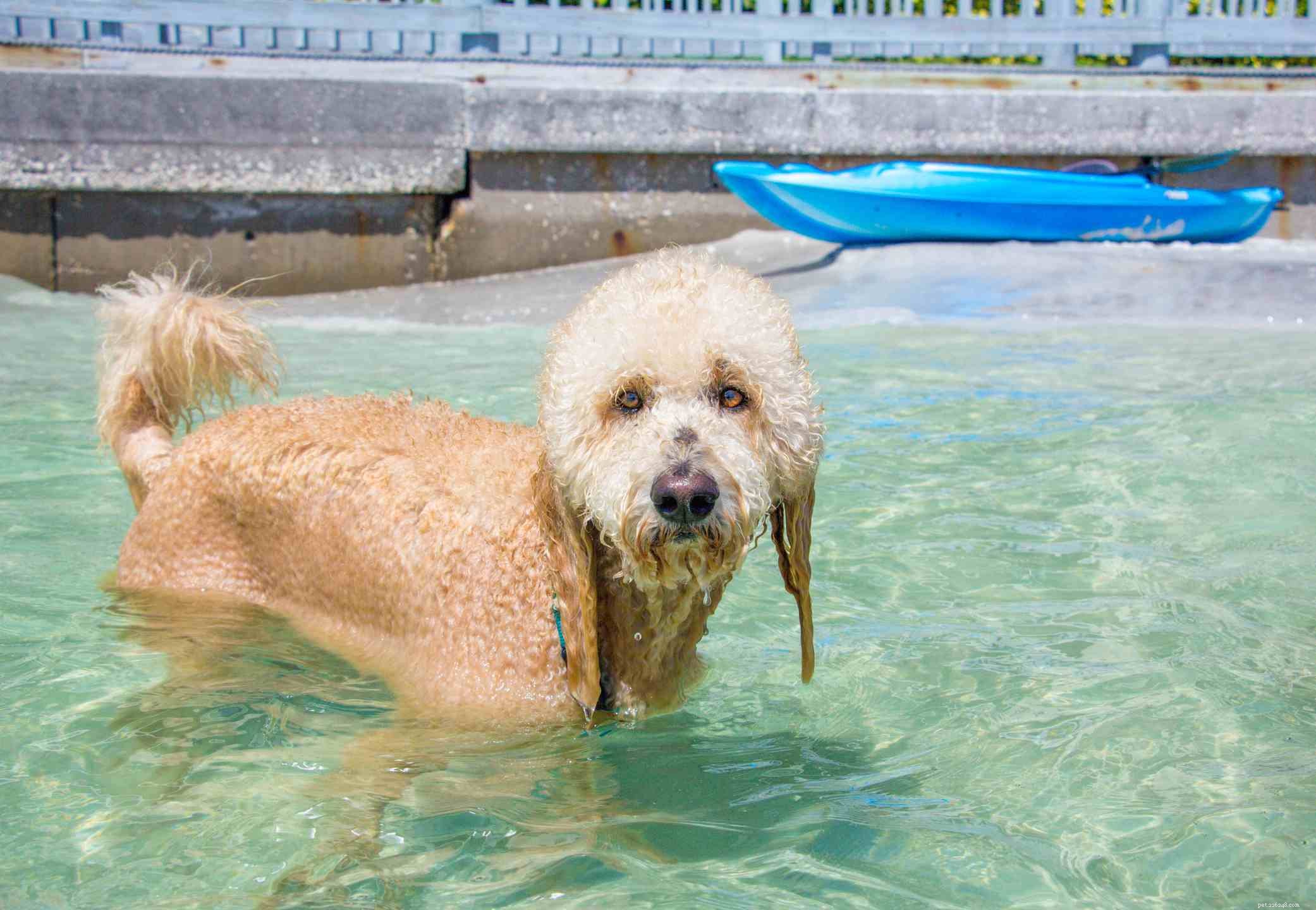 12 Essential Facts About Goldendoodles: Traits, Care, and Family Compatibility