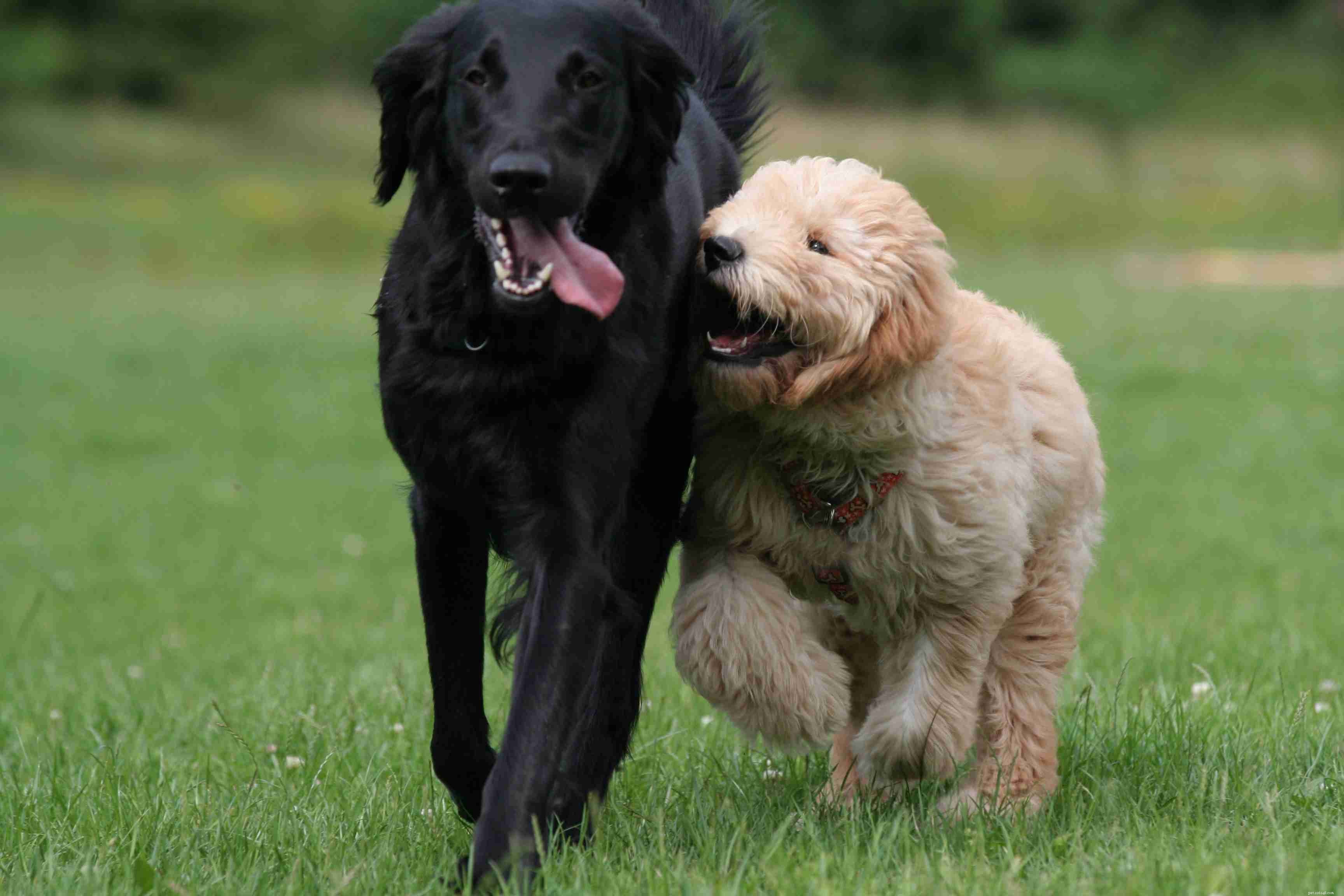 12 Essential Facts About Goldendoodles: Traits, Care, and Family Compatibility