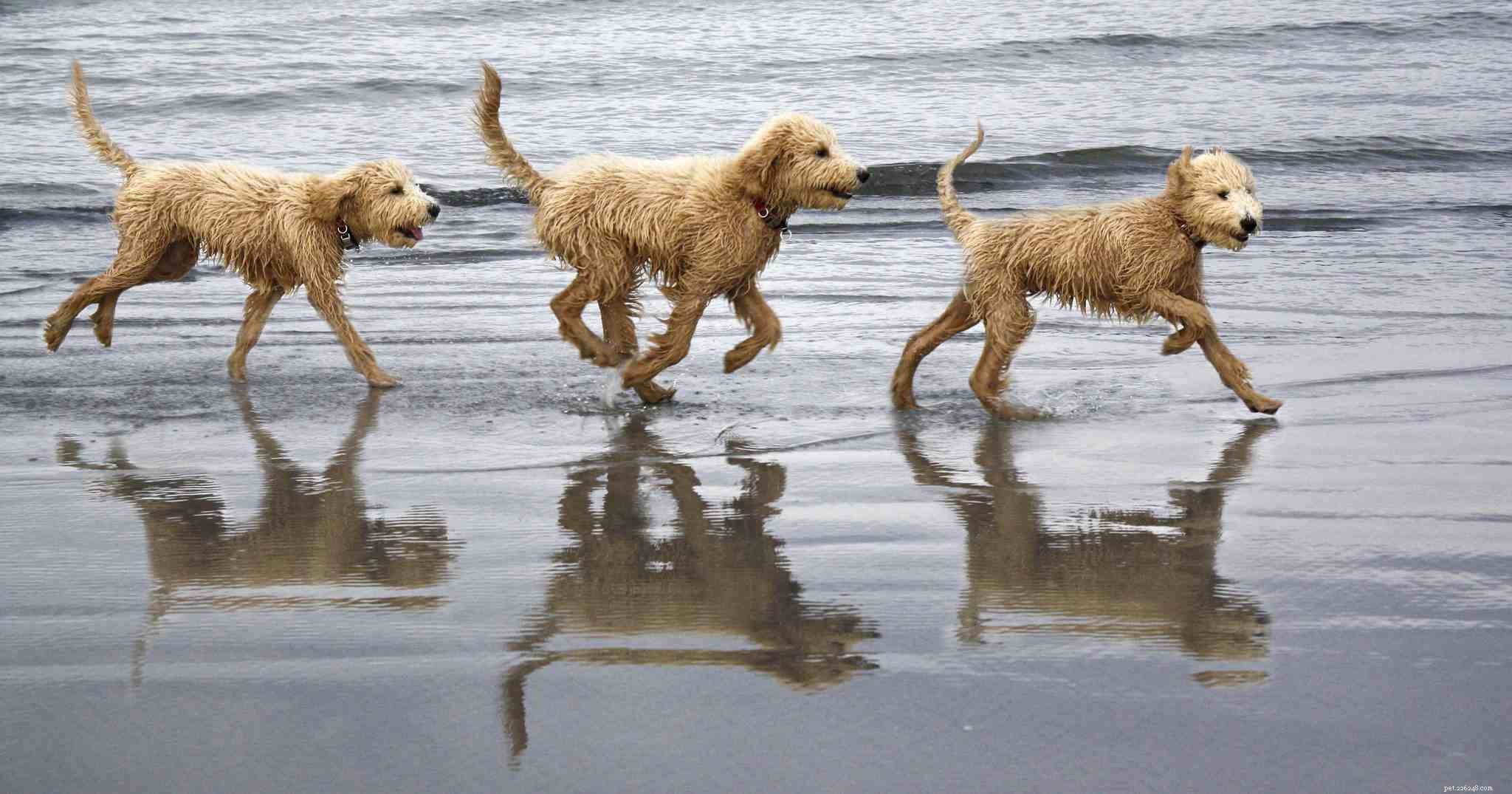 12 Essential Facts About Goldendoodles: Traits, Care, and Family Compatibility