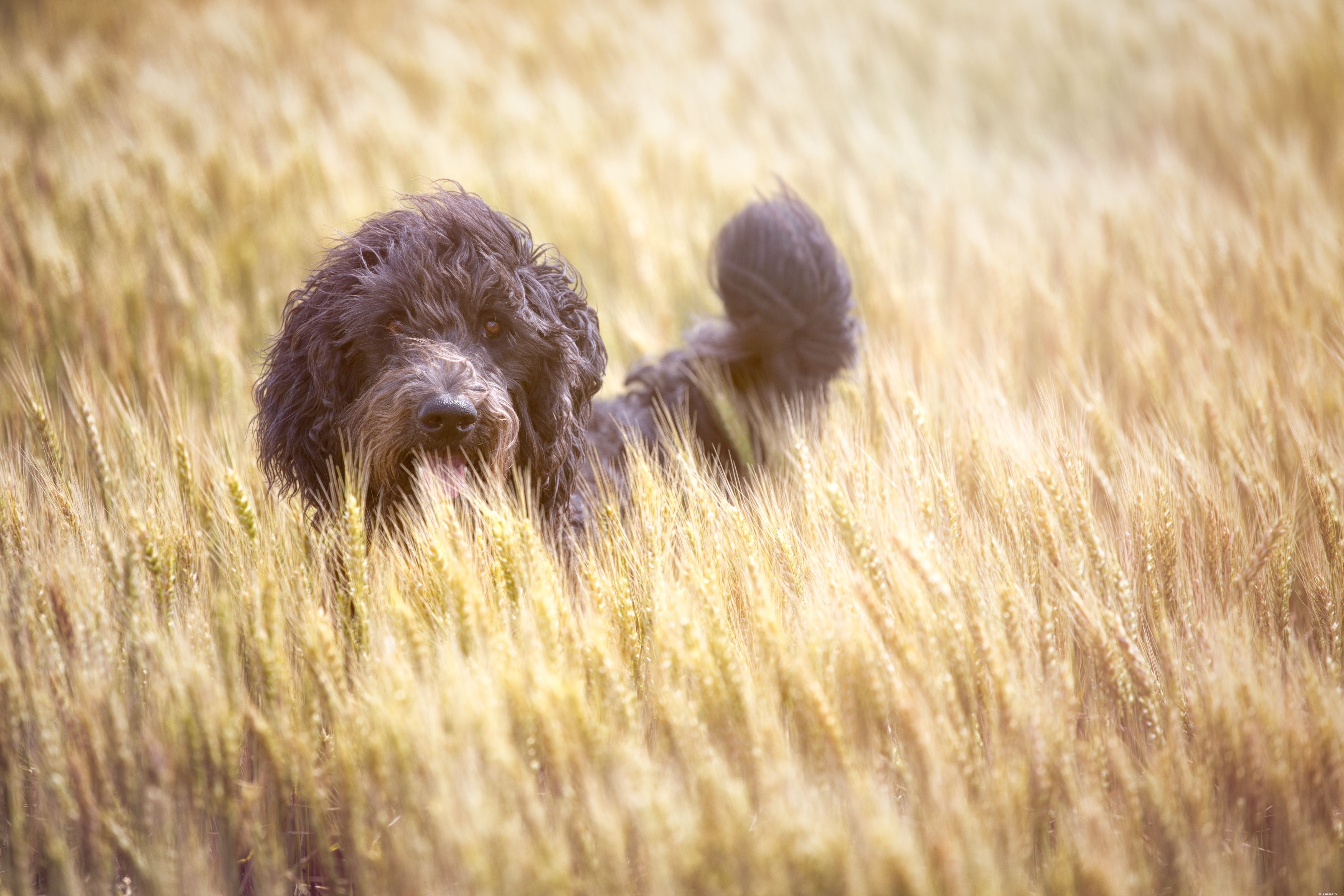12 Essential Facts About Goldendoodles: Traits, Care, and Family Compatibility