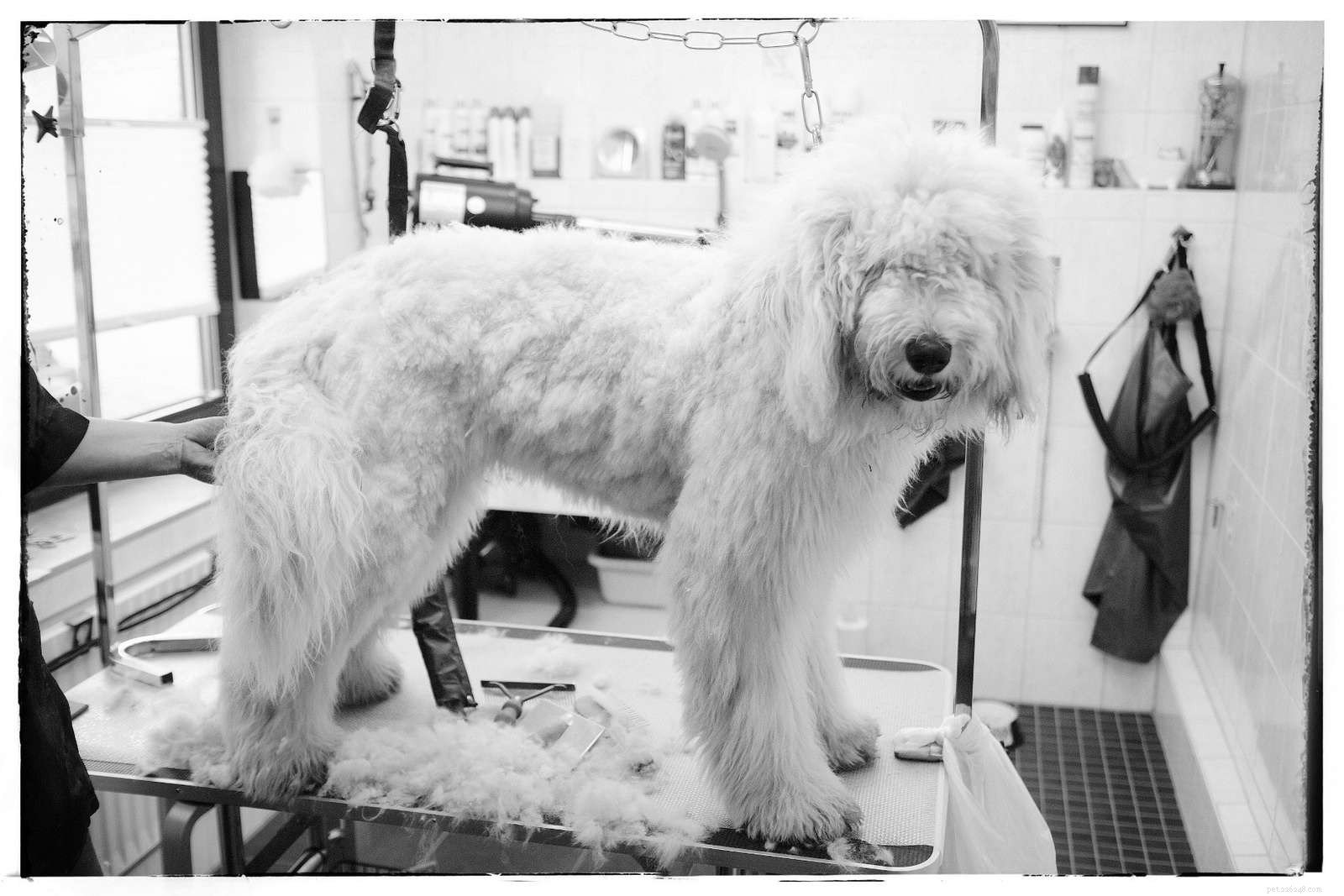 12 Essential Facts About Goldendoodles: Traits, Care, and Family Compatibility