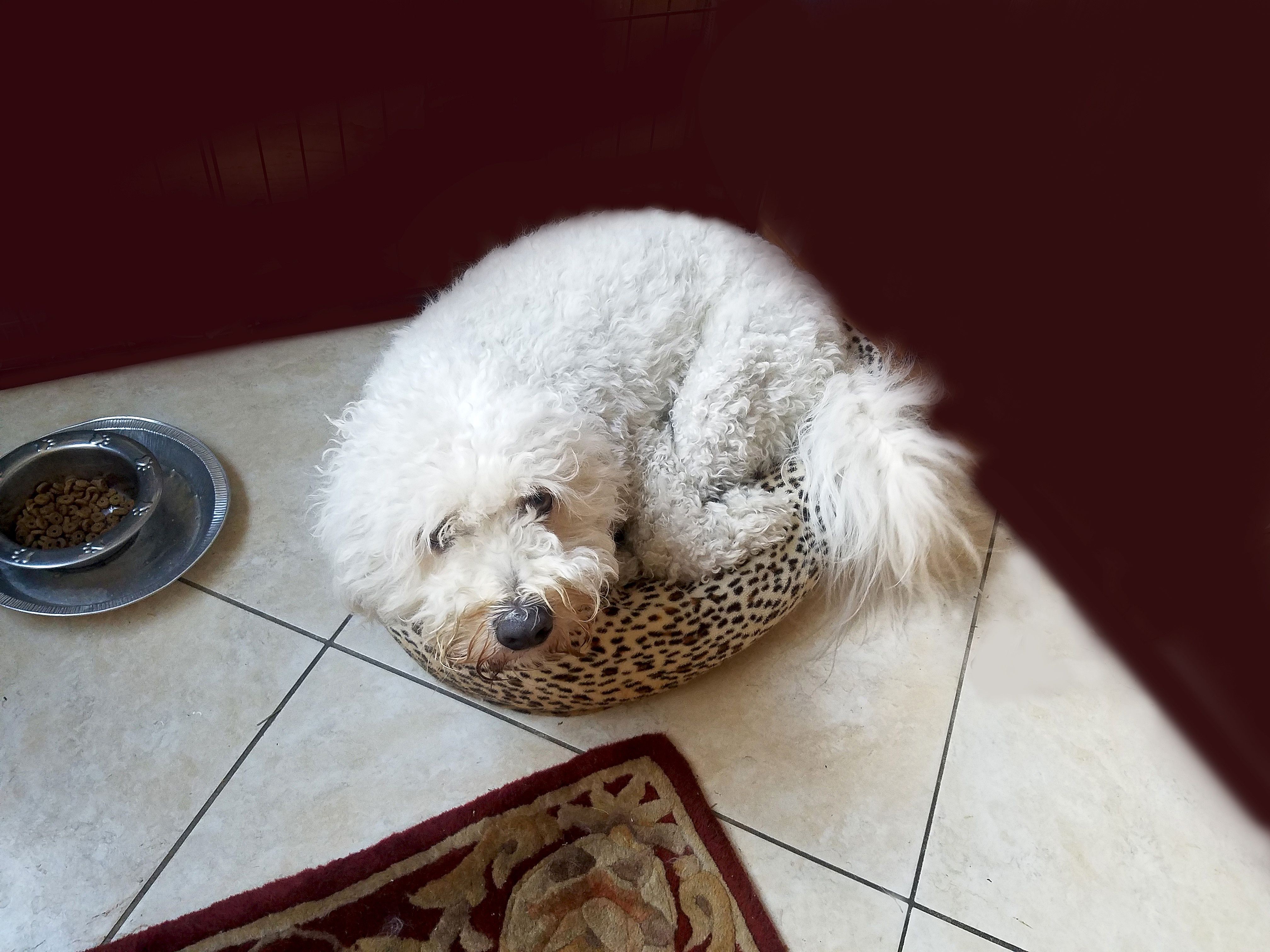 12 Essential Facts About Goldendoodles: Traits, Care, and Family Compatibility