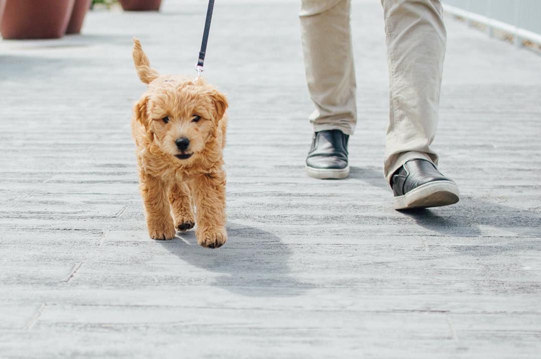 12 Essential Facts About Goldendoodles: Traits, Care, and Family Compatibility
