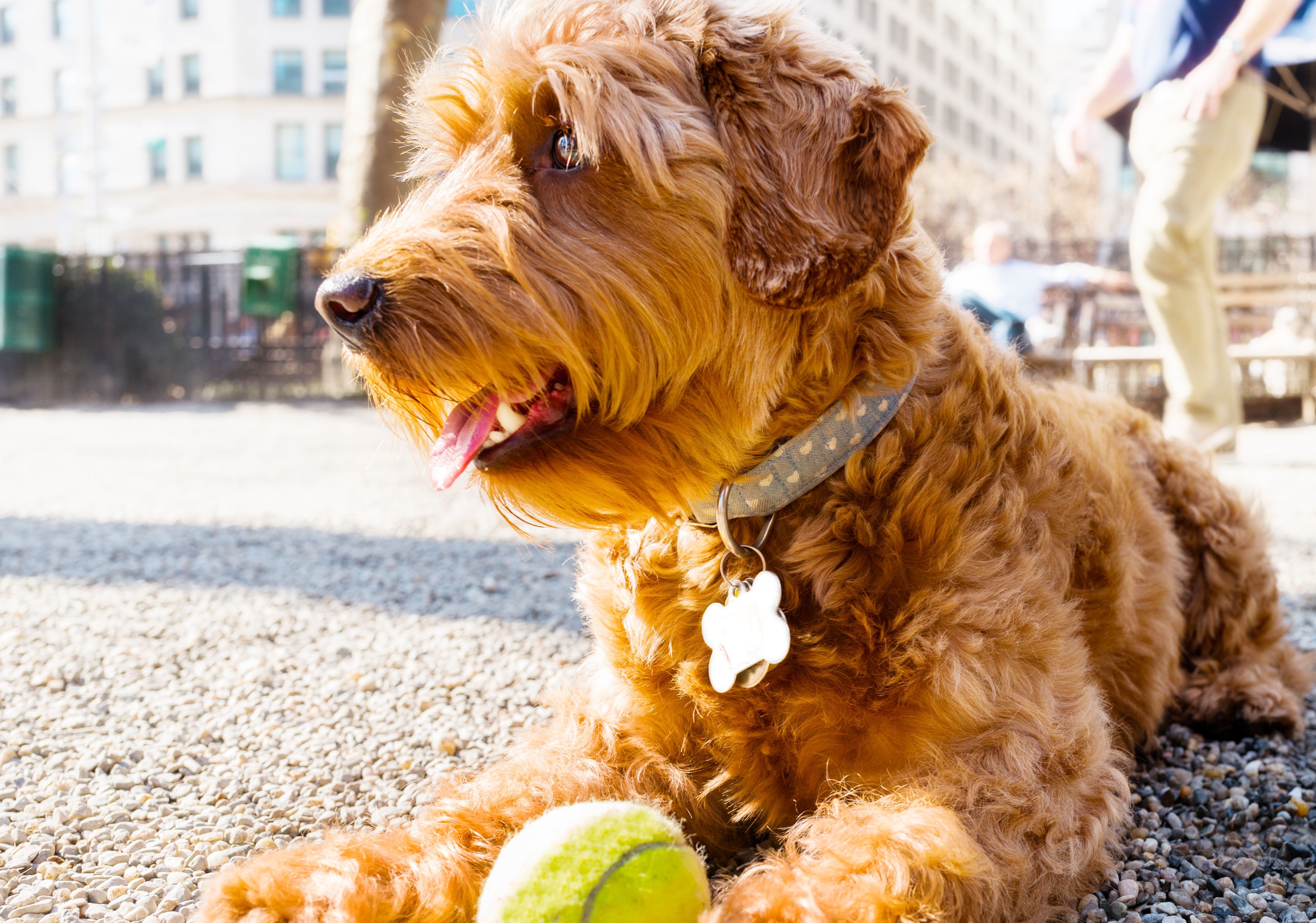 12 Essential Facts About Goldendoodles: Traits, Care, and Family Compatibility