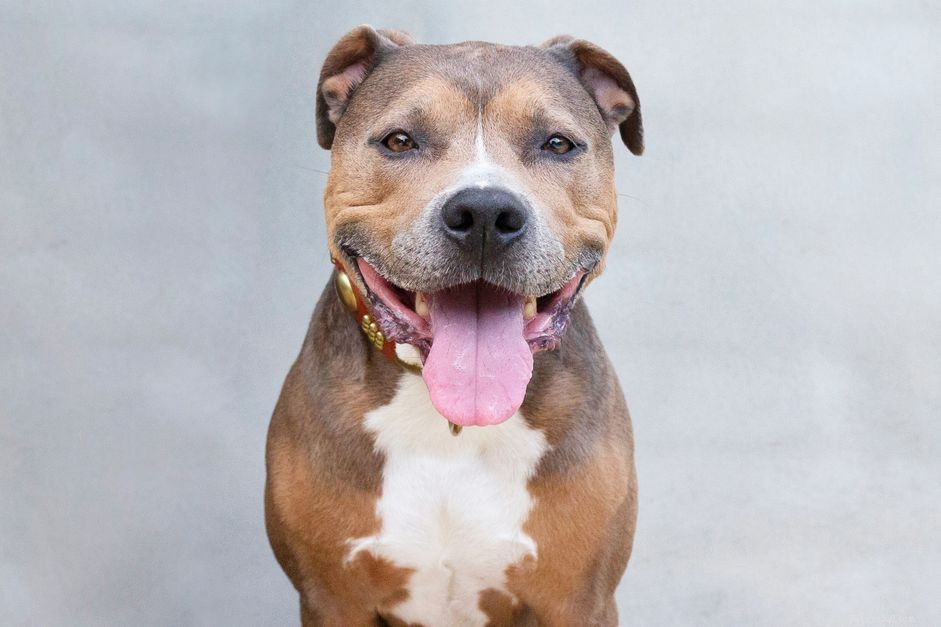 5 Common Pit Bull Breeds: Myths, Facts, and Care