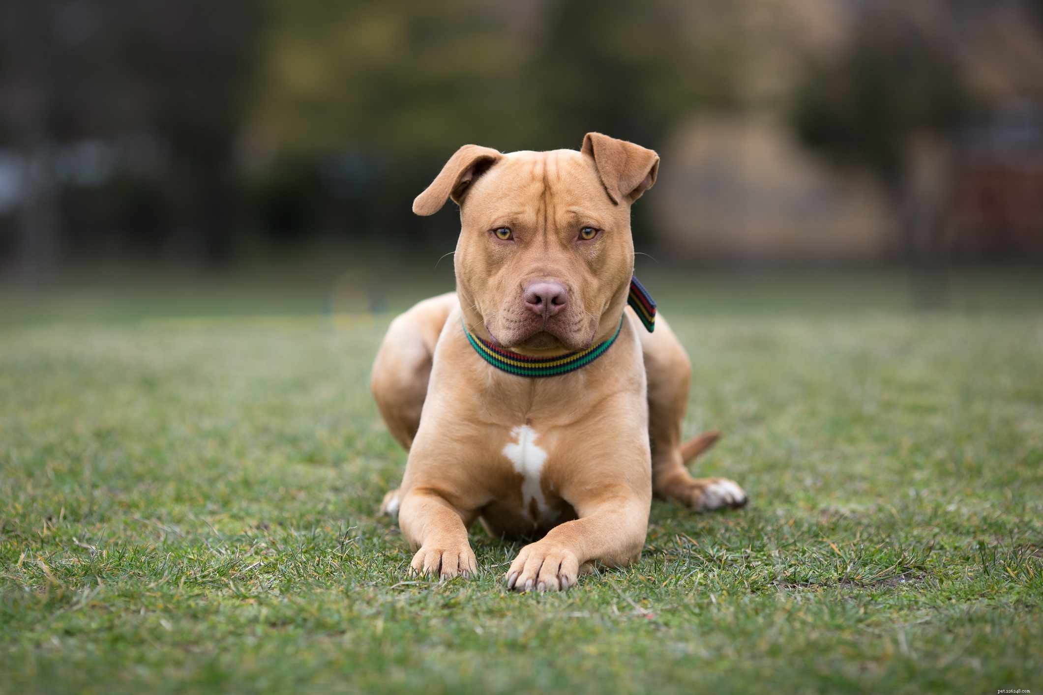5 Common Pit Bull Breeds: Myths, Facts, and Care