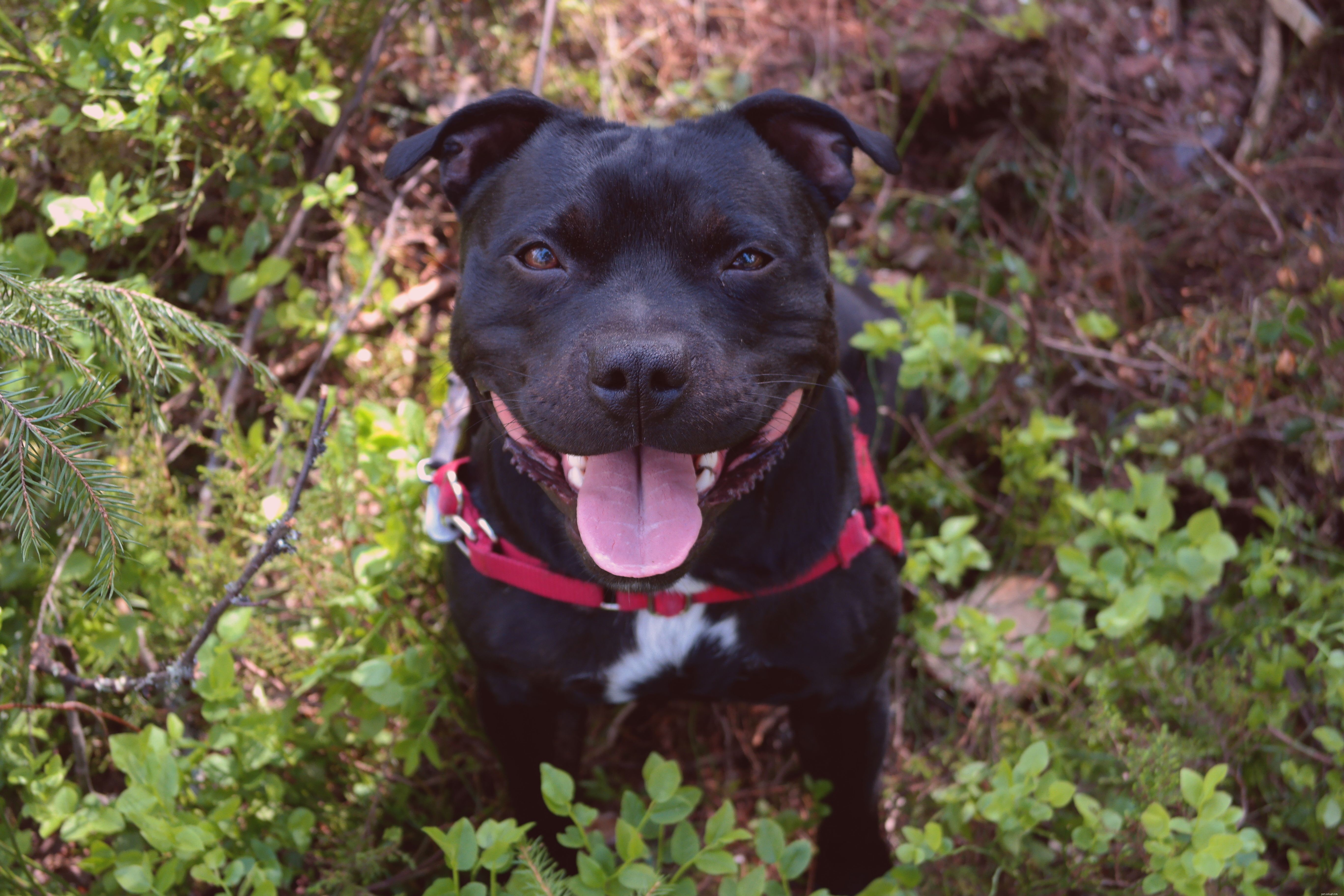 5 Common Pit Bull Breeds: Myths, Facts, and Care