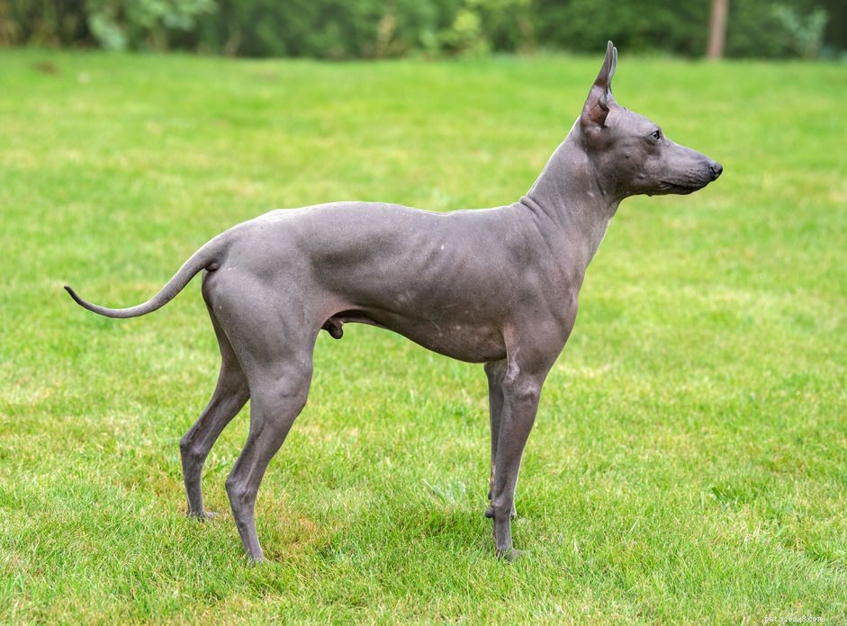 Top 10 Hairless Dog Breeds: A Comprehensive Guide