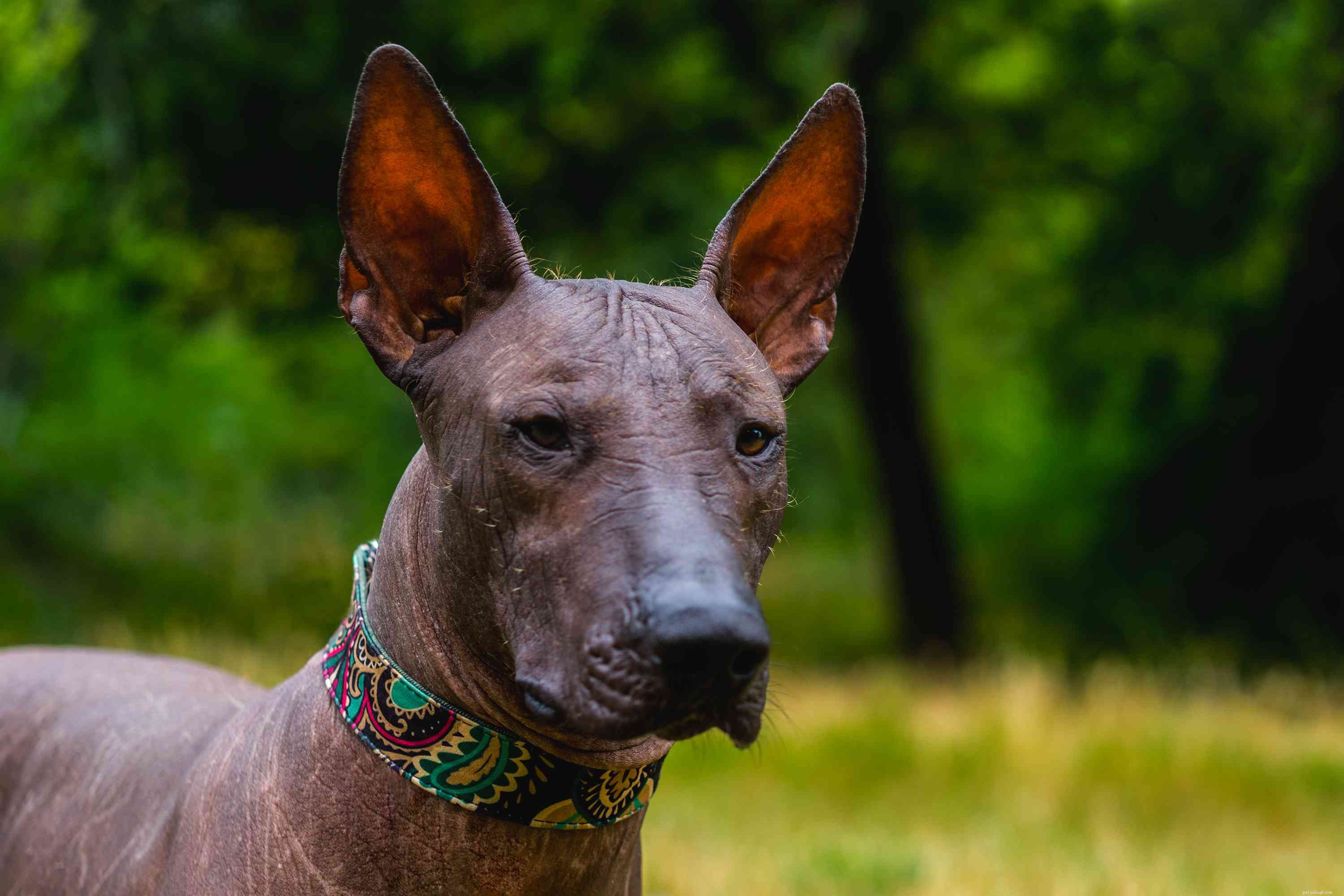Top 10 Hairless Dog Breeds: A Comprehensive Guide