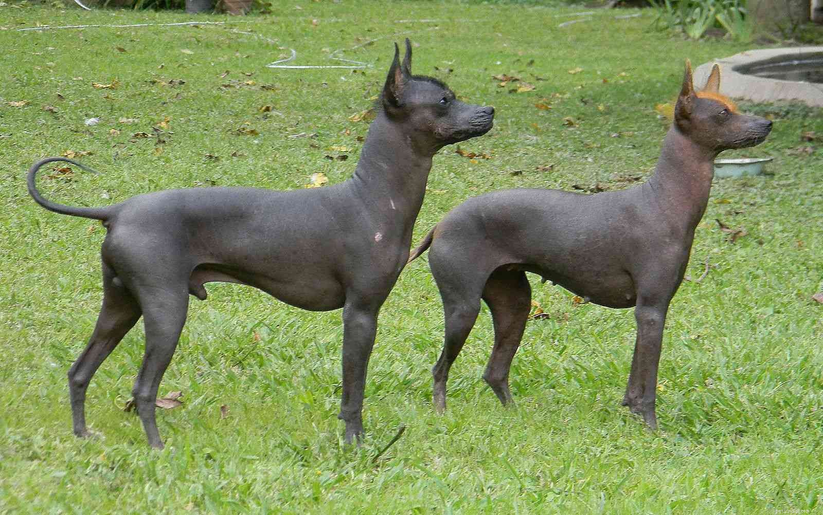Top 10 Hairless Dog Breeds: A Comprehensive Guide
