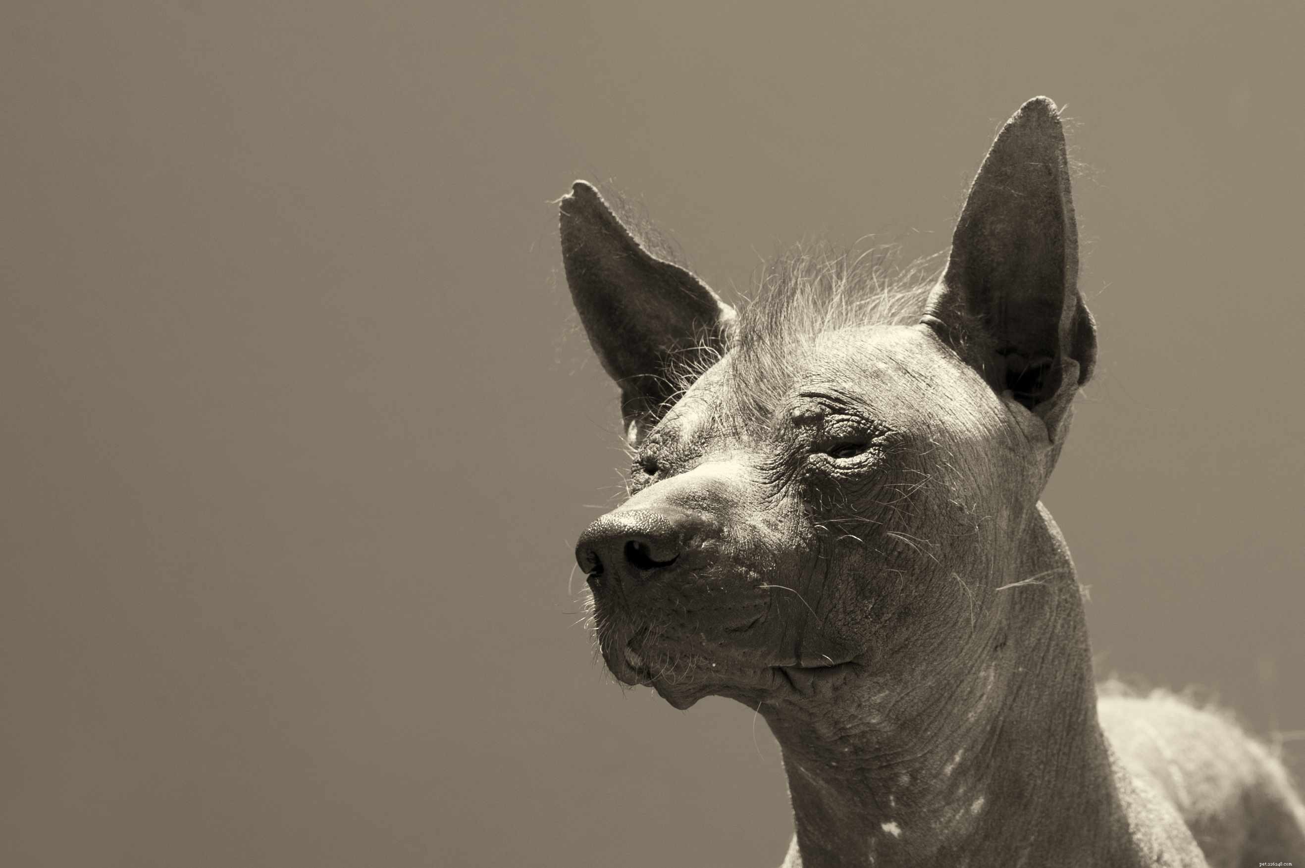 Top 10 Hairless Dog Breeds: A Comprehensive Guide