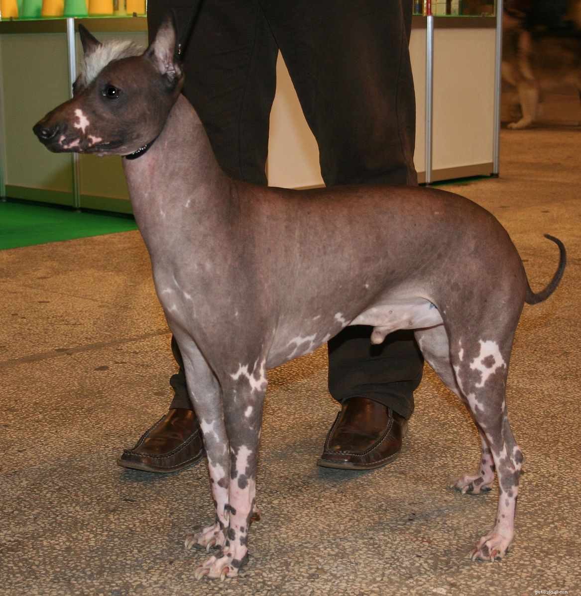 Top 10 Hairless Dog Breeds: A Comprehensive Guide