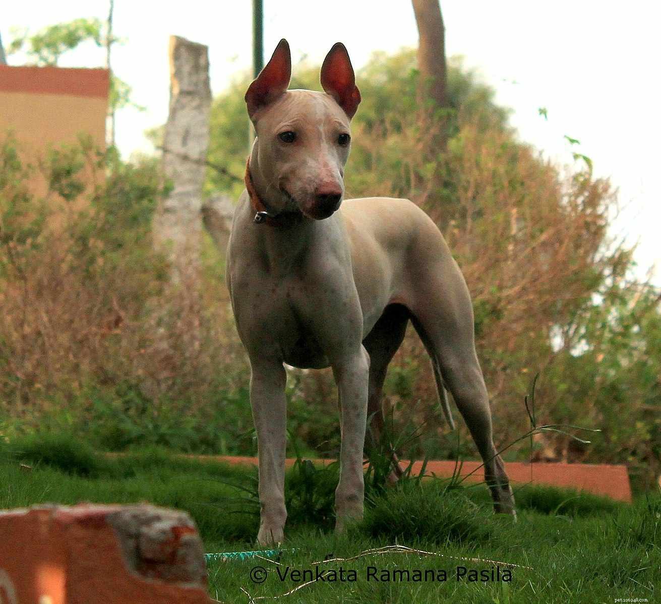 Top 10 Hairless Dog Breeds: A Comprehensive Guide