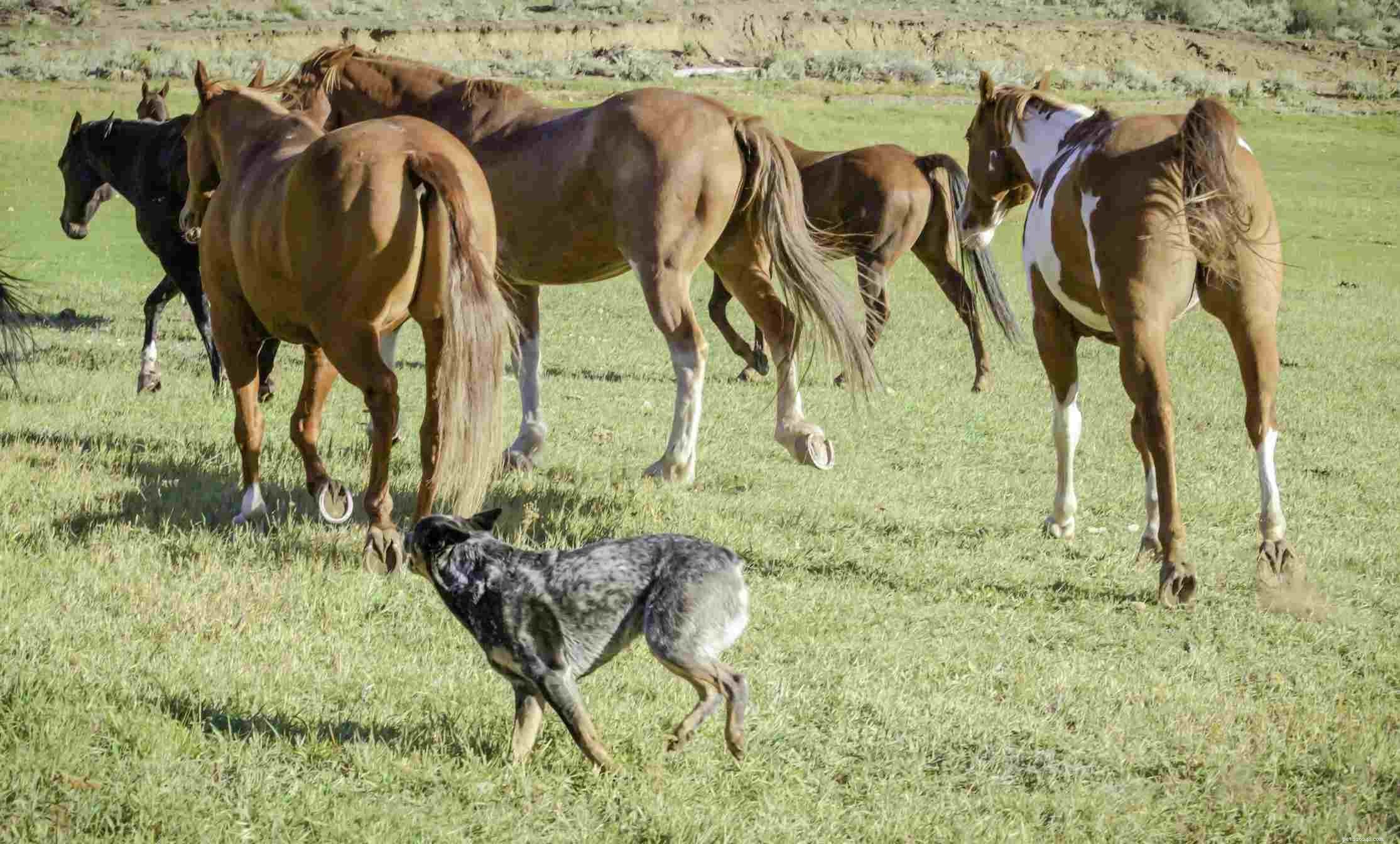 Blue Heeler (Australian Cattle Dog): Traits, Care & Training Guide