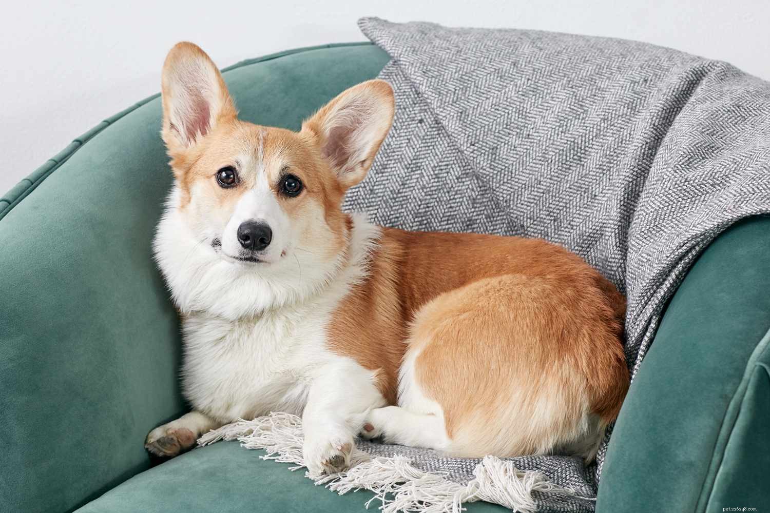 Top 25 Dog Breeds: The Most Adorable and Pet-Friendly Choices