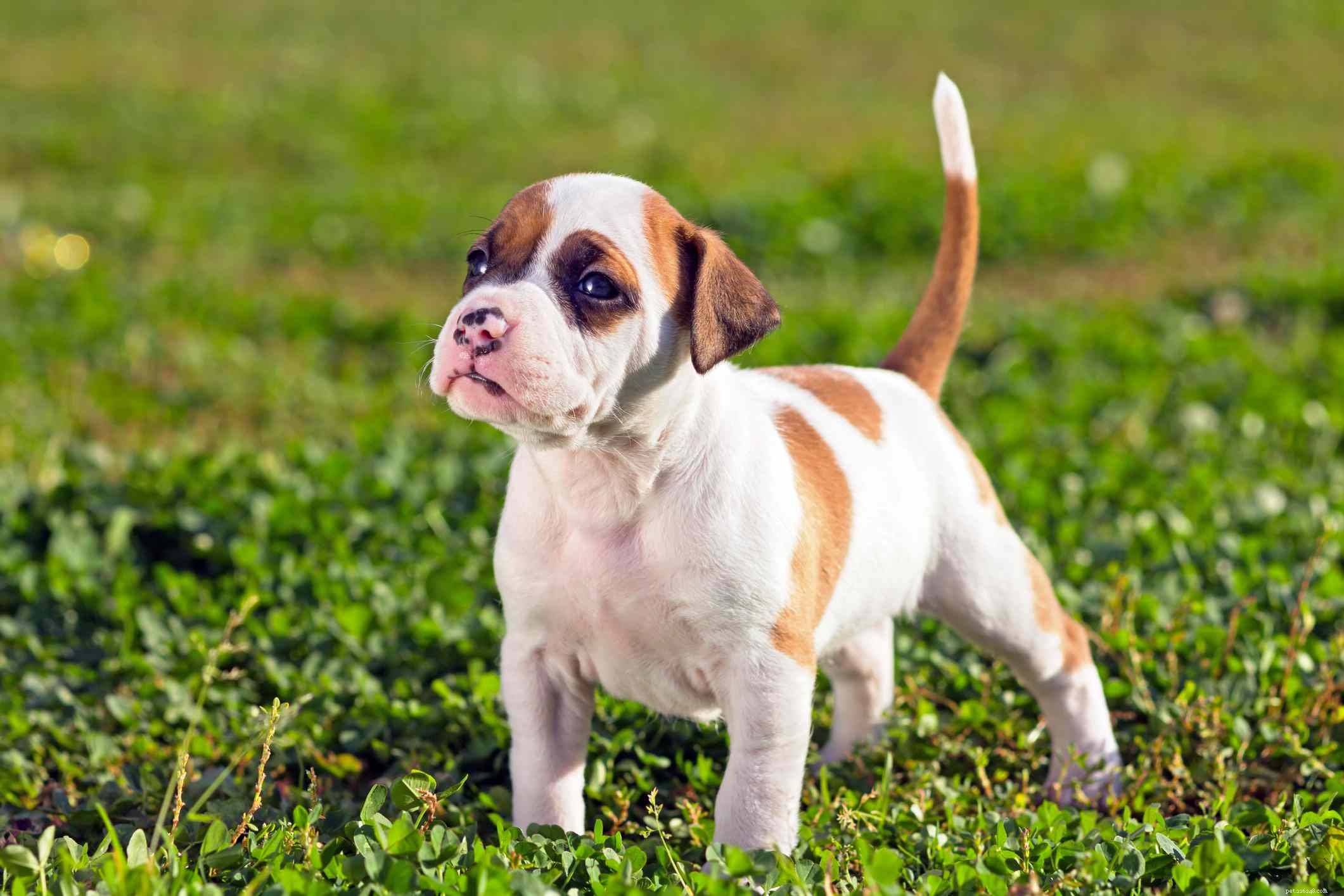 Top 25 Dog Breeds: The Most Adorable and Pet-Friendly Choices