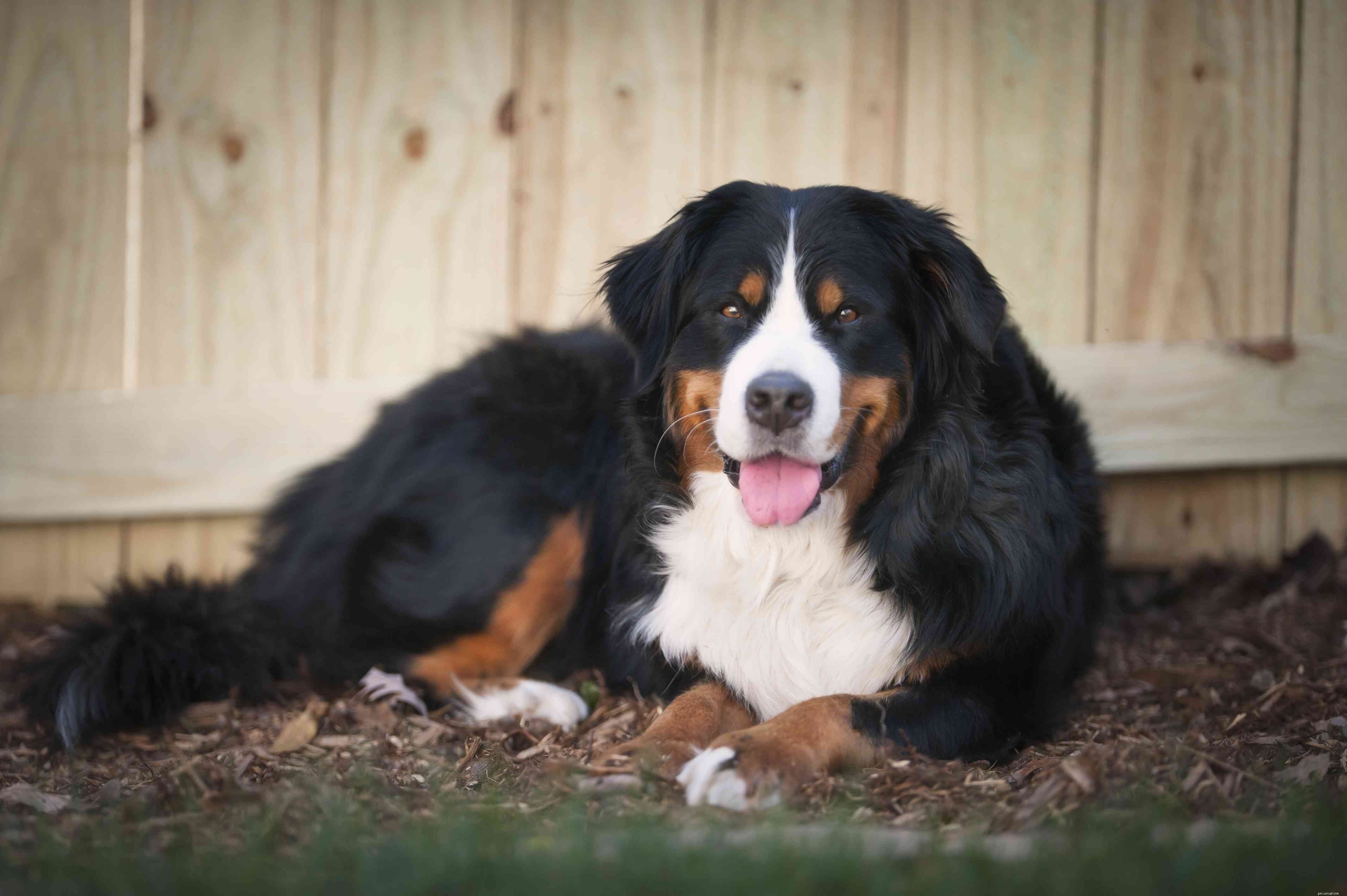 Top 25 Dog Breeds: The Most Adorable and Pet-Friendly Choices