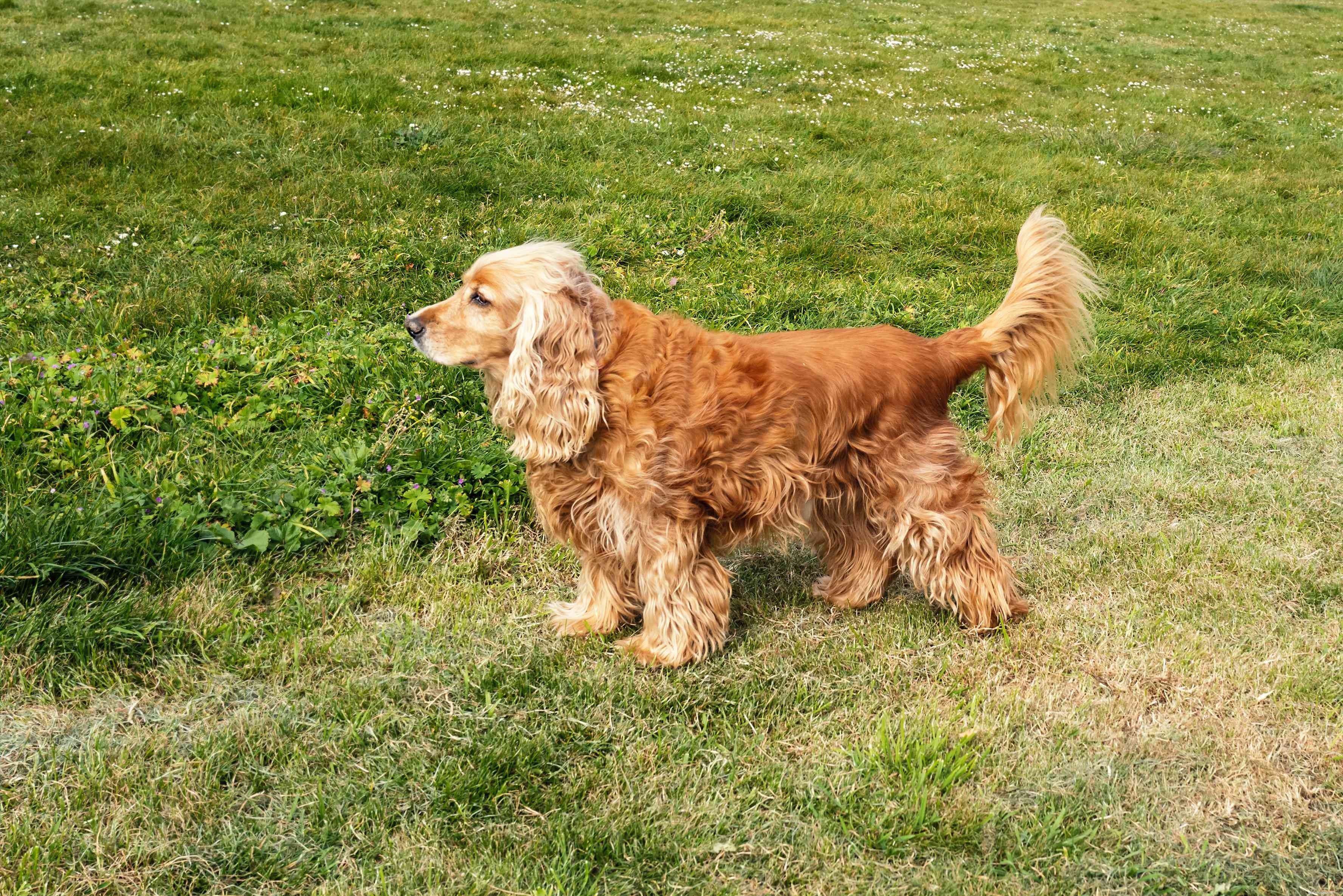 Top 25 Dog Breeds: The Most Adorable and Pet-Friendly Choices