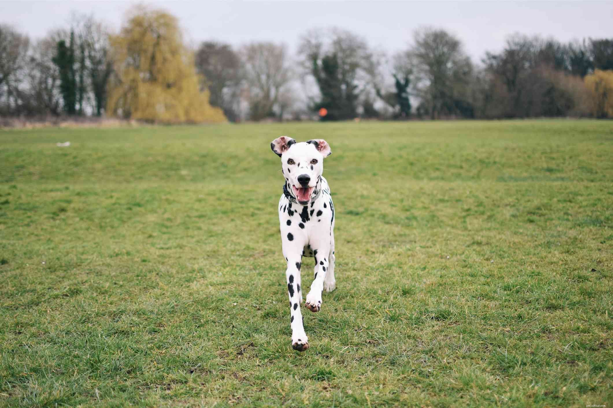 Top 25 Dog Breeds: The Most Adorable and Pet-Friendly Choices
