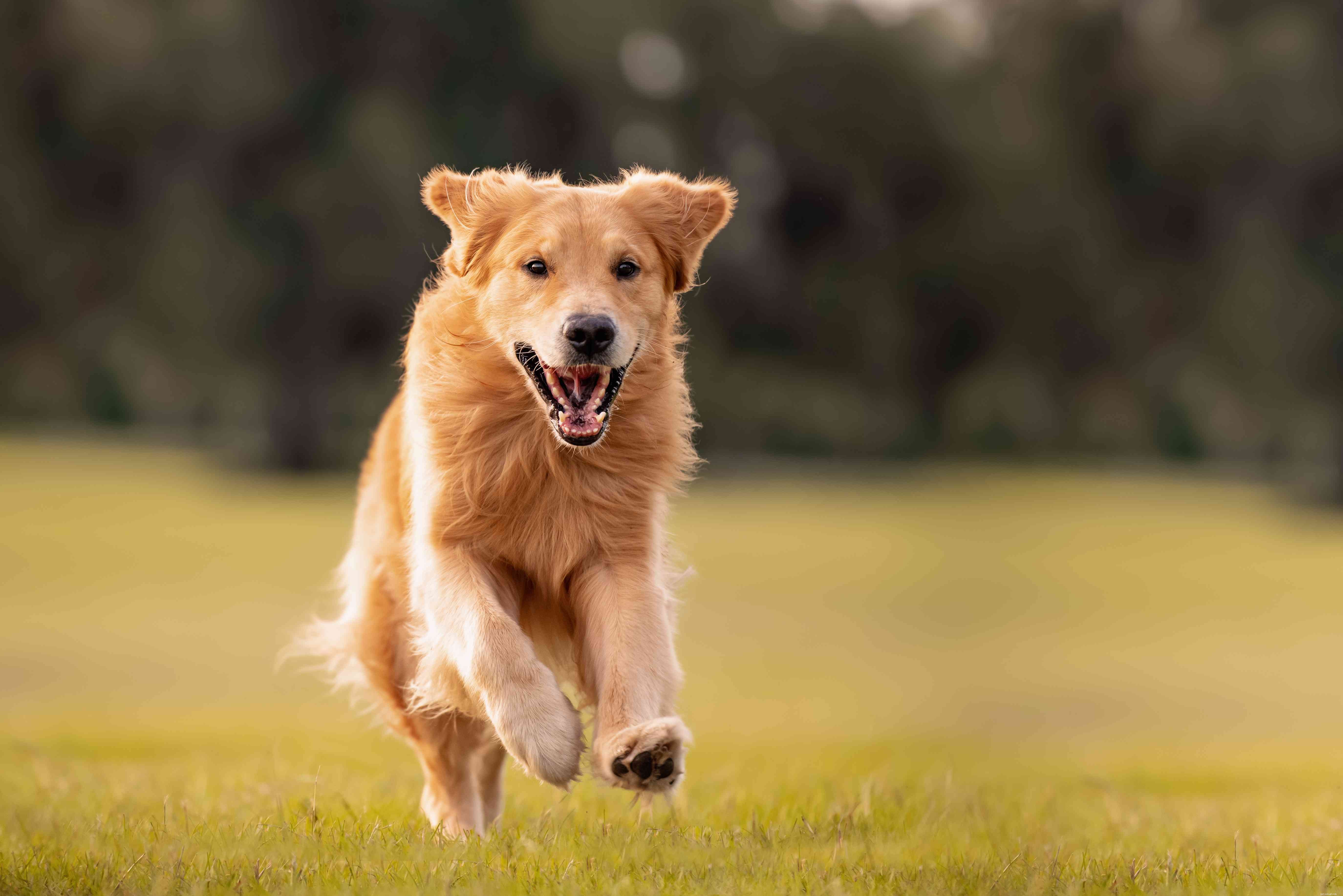 Top 25 Dog Breeds: The Most Adorable and Pet-Friendly Choices