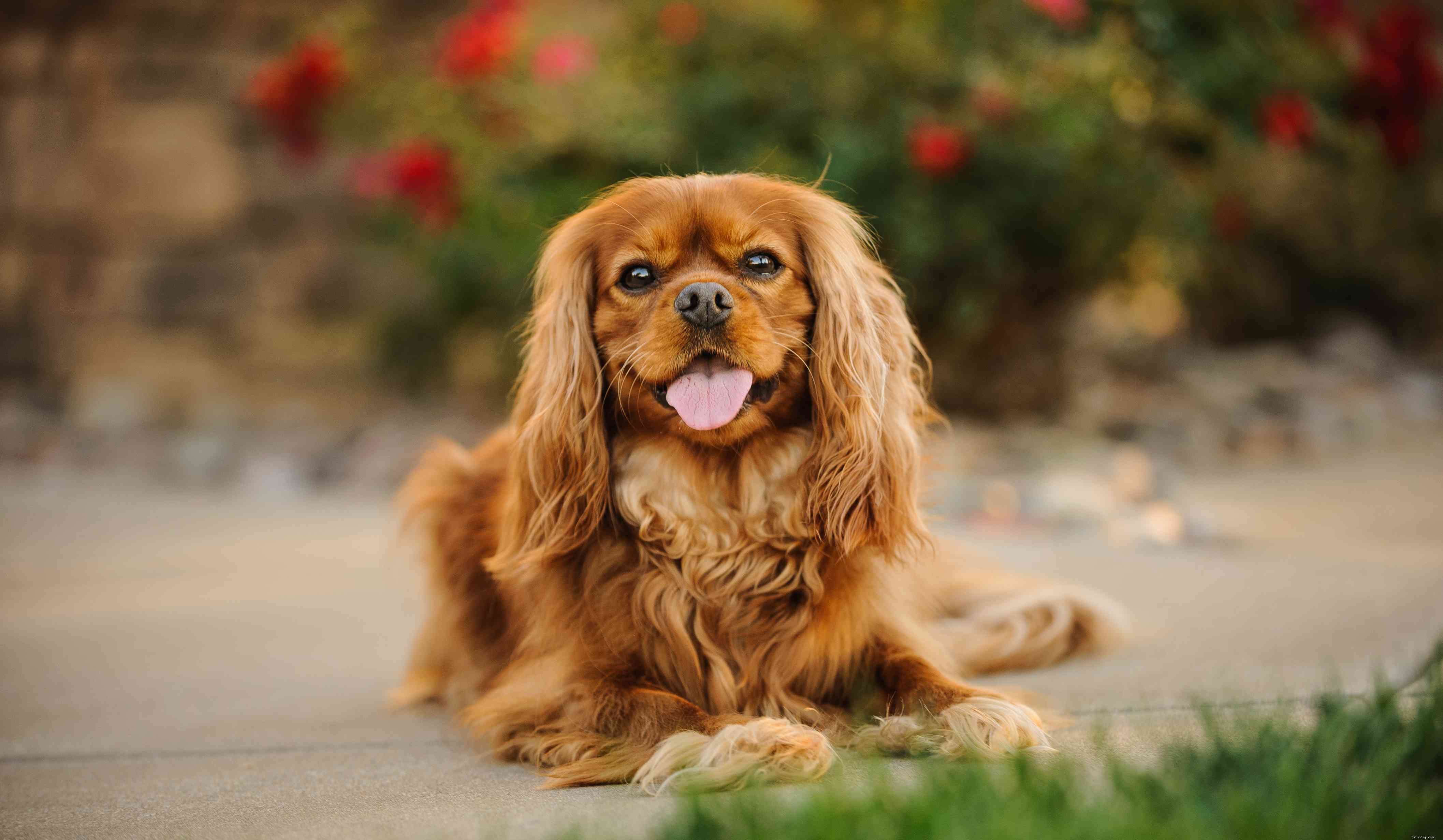 Top 25 Dog Breeds: The Most Adorable and Pet-Friendly Choices