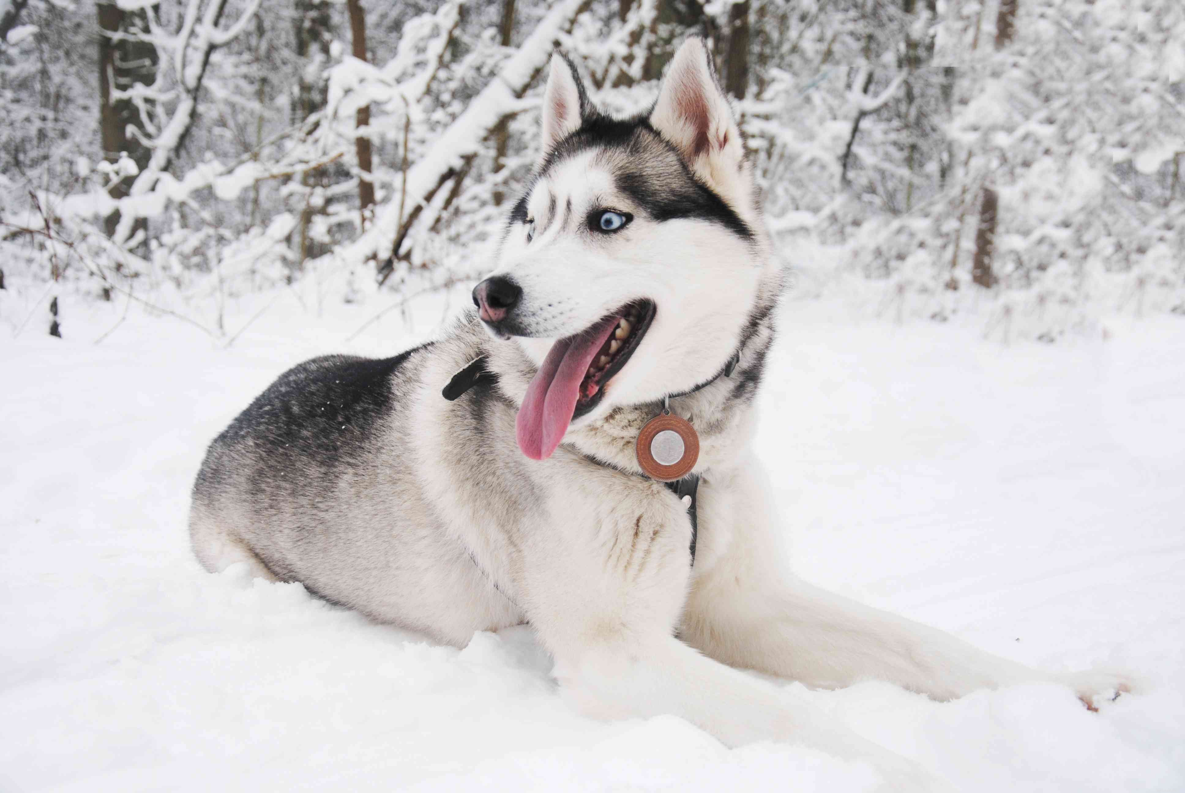 Top 25 Dog Breeds: The Most Adorable and Pet-Friendly Choices