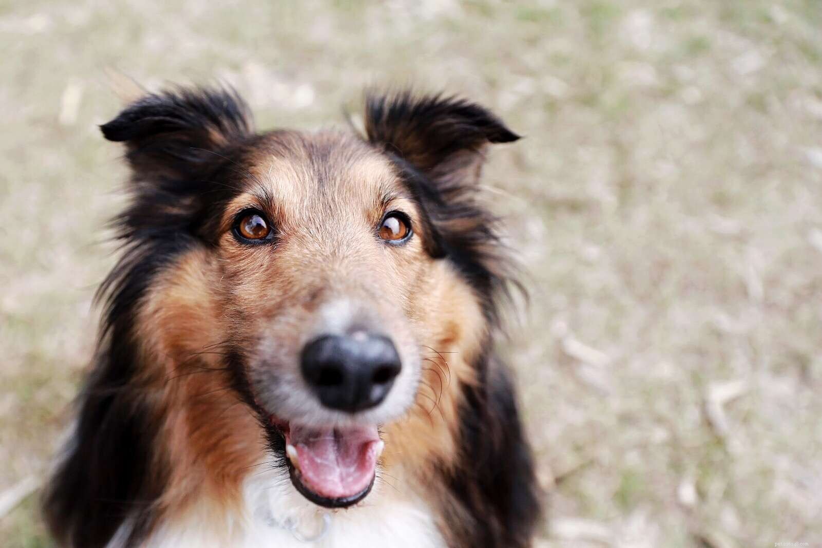 Top 25 Dog Breeds: The Most Adorable and Pet-Friendly Choices